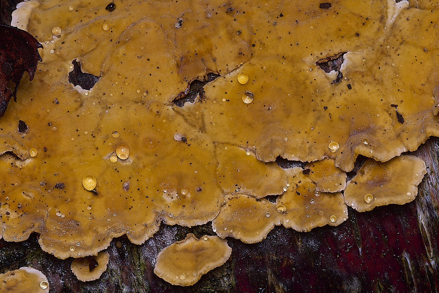 CawstonHeathHairyCurtainCrust311225-2