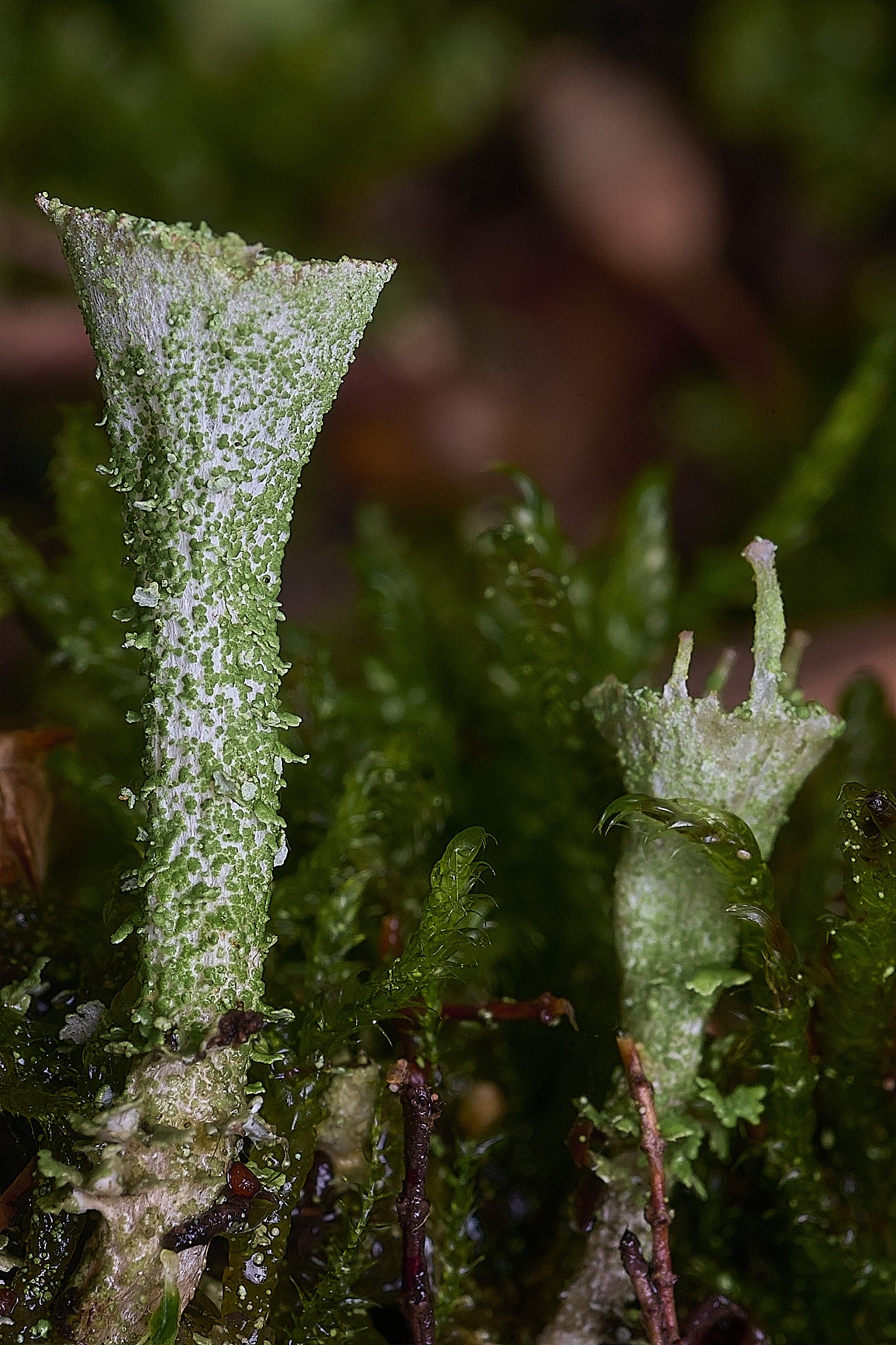 CawstonHeathLichen10301225-2