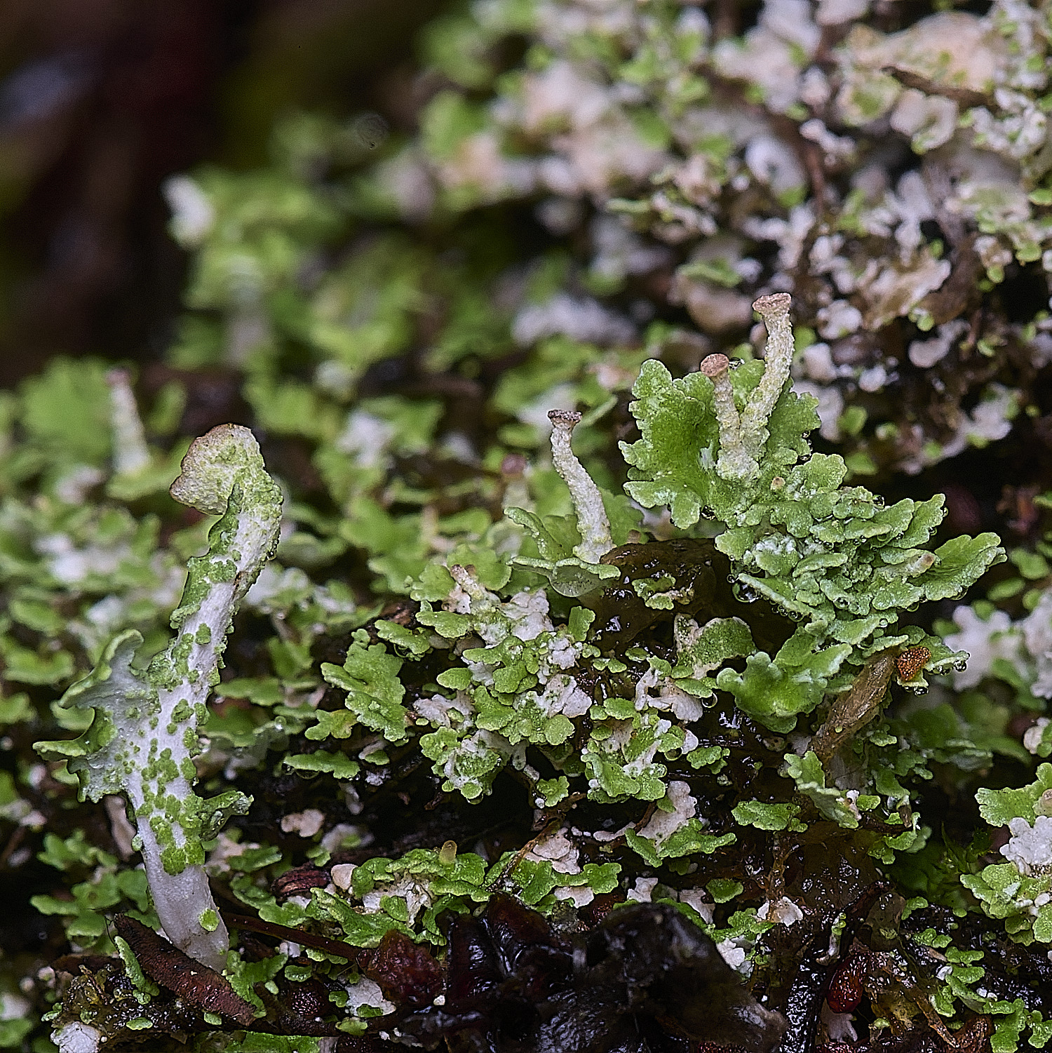 CawstonHeathLichen11301225-1