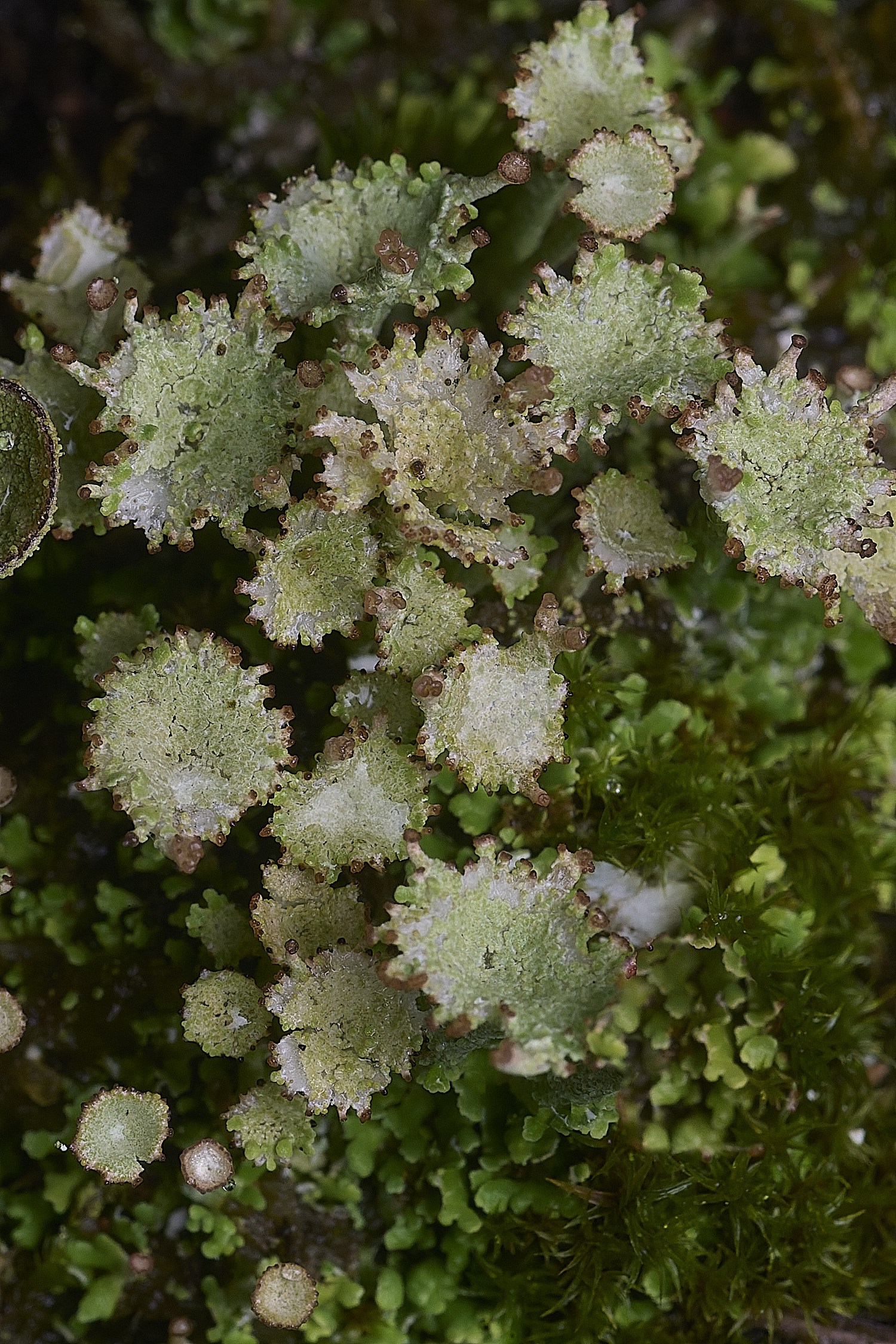 CawstonHeathLichen12301225-2