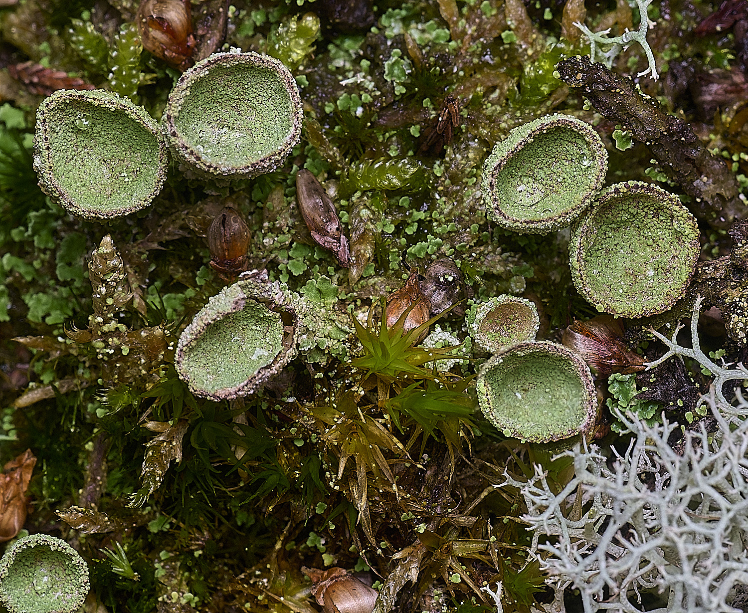 CawstonHeathLichen1301225-2