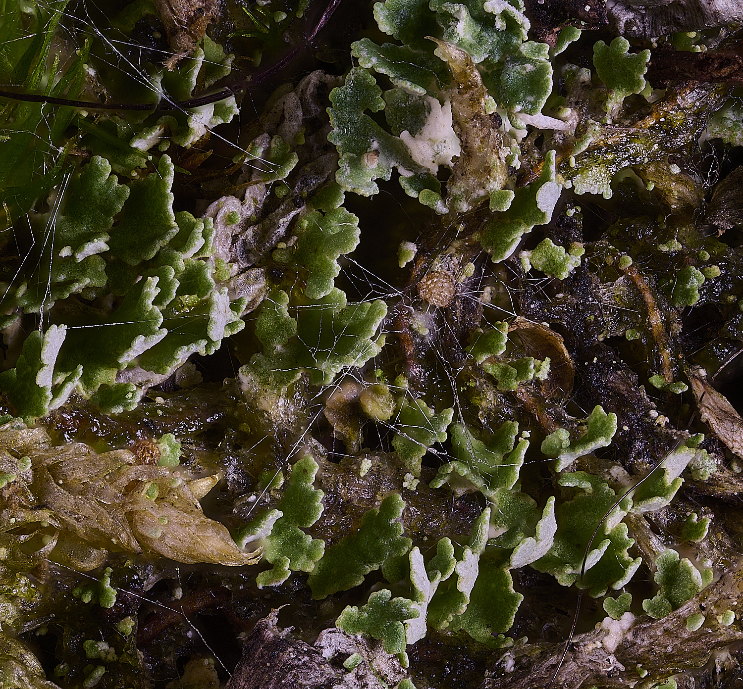CawstonHeathLichen1301225-6