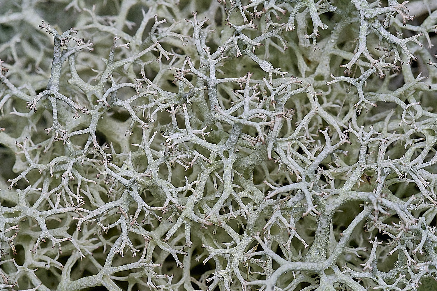 CawstonHeathLichen2301225-1