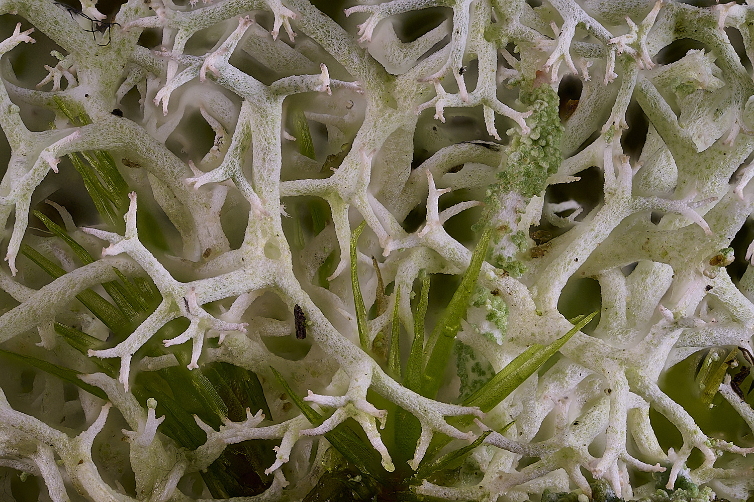 CawstonHeathLichen2301225-3