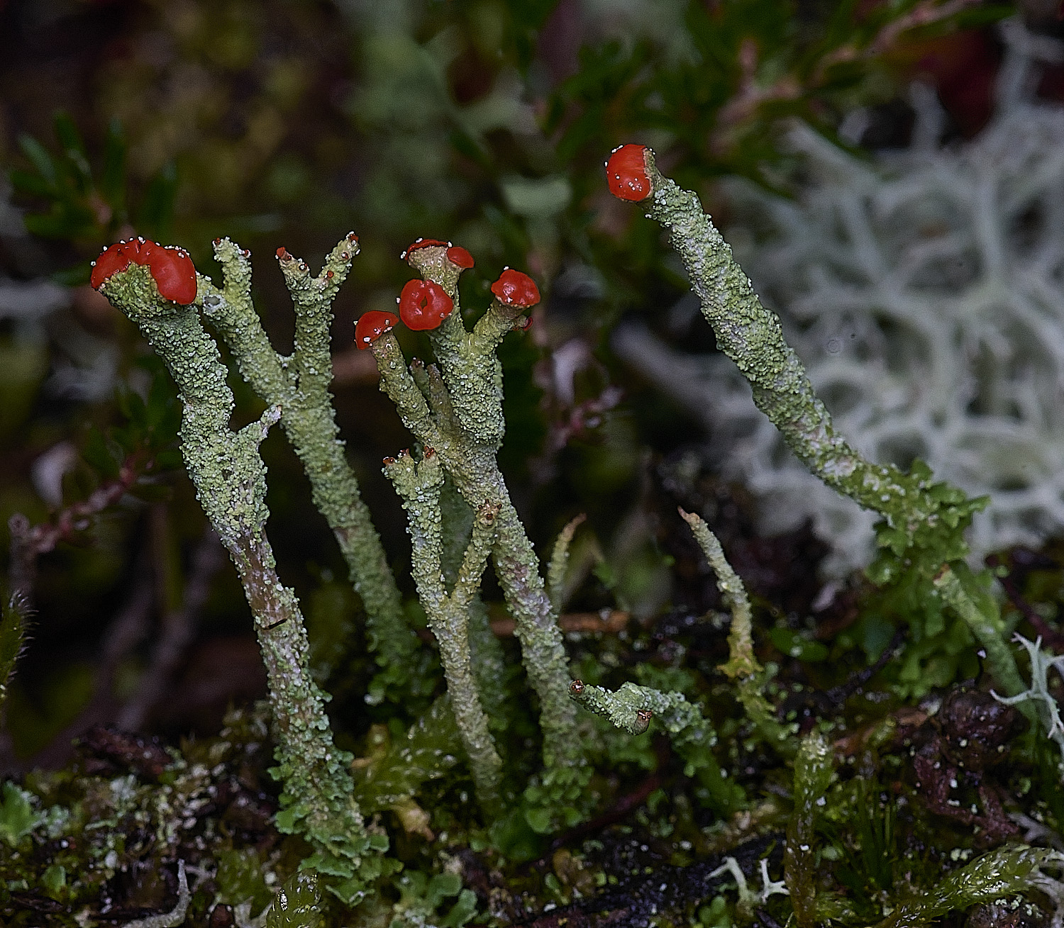 CawstonHeathLichen3301225-1