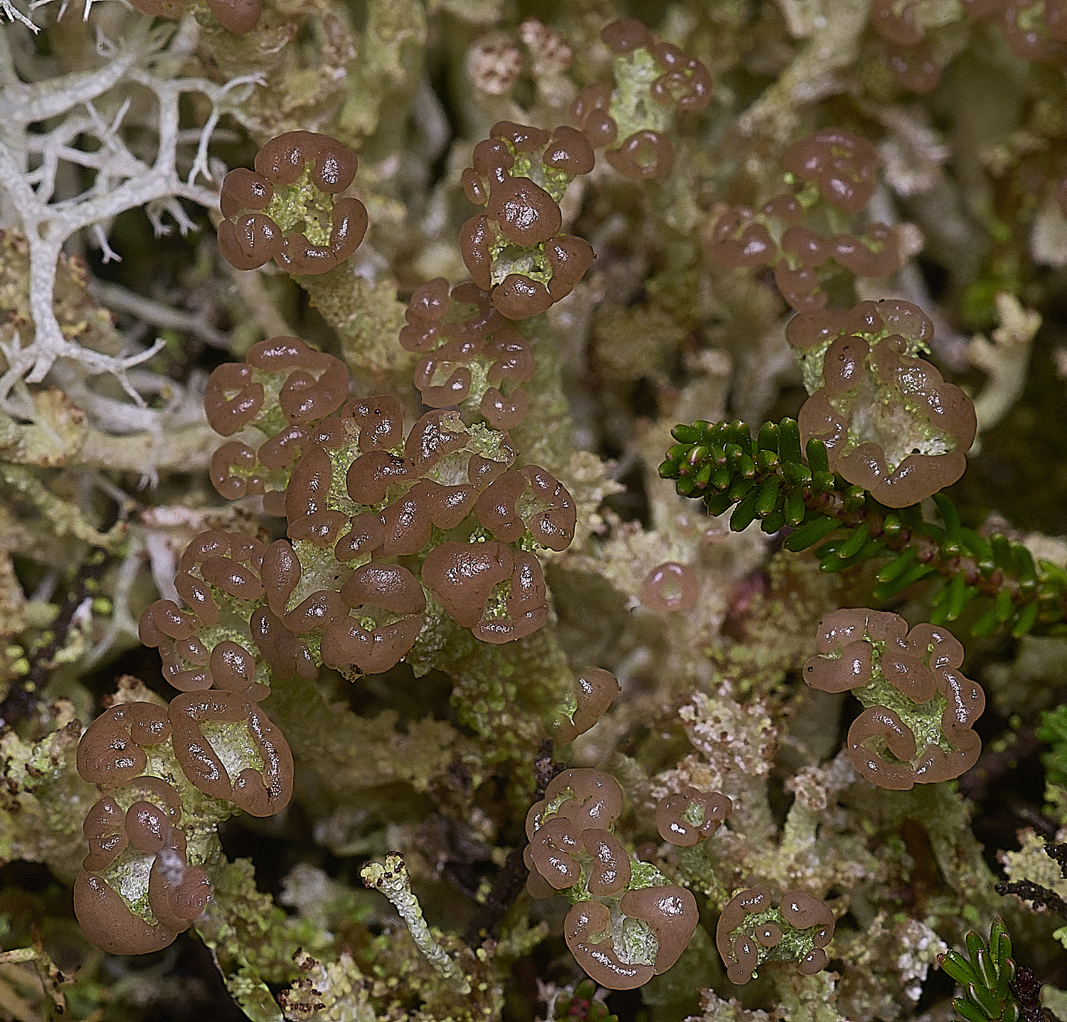 CawstonHeathLichen5301225-1