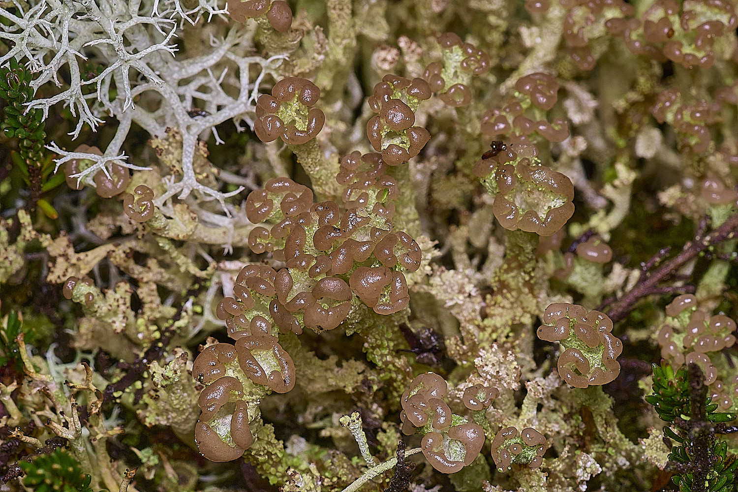 CawstonHeathLichen5301225-2