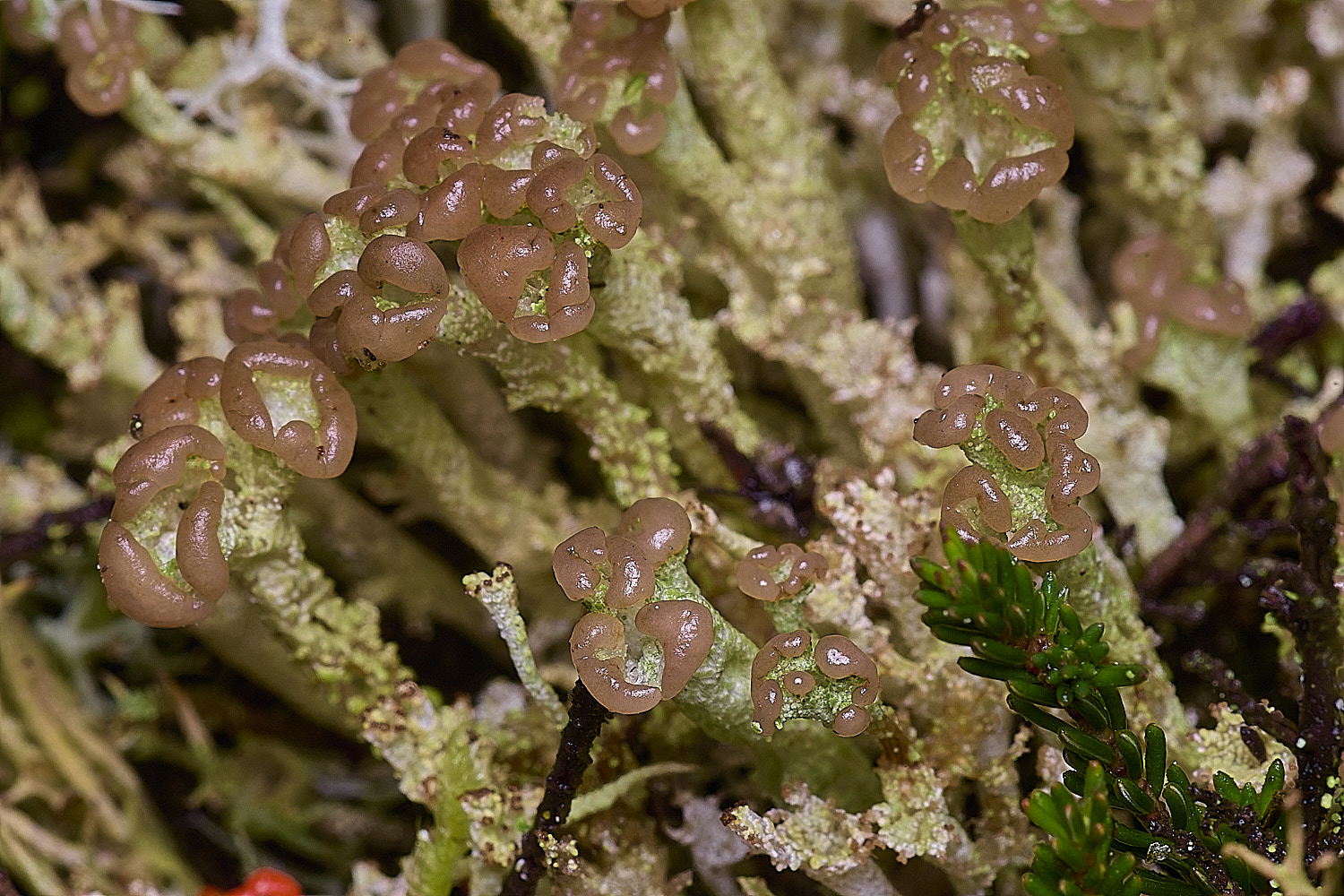 CawstonHeathLichen5301225-4