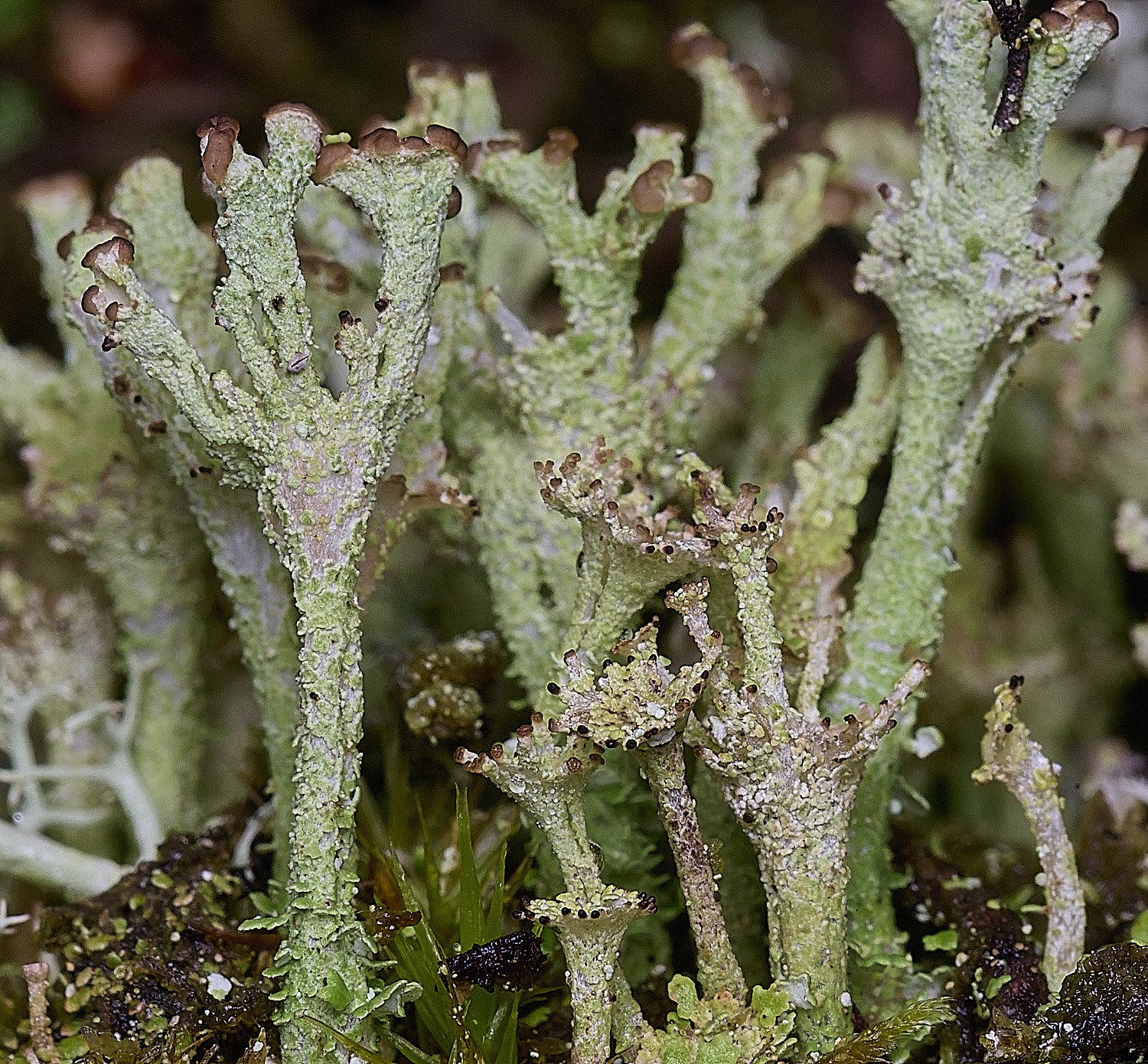 CawstonHeathLichen6301225-2