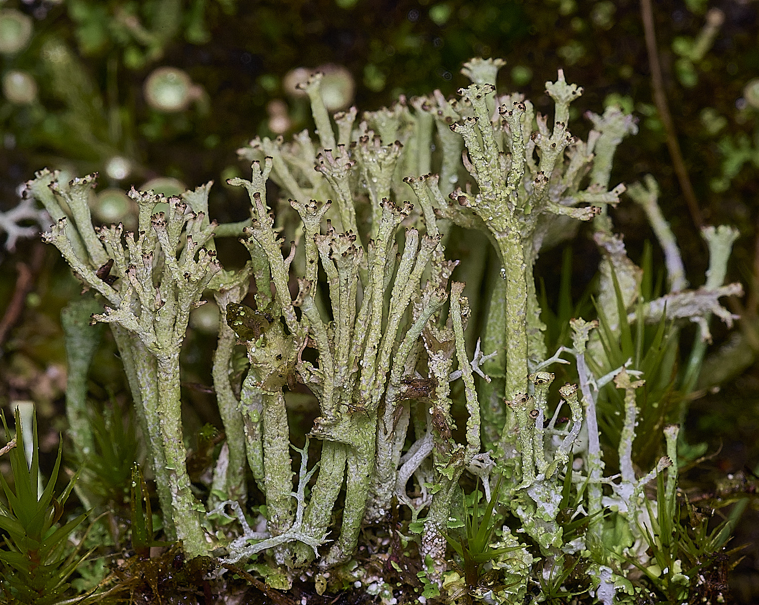 CawstonHeathLichen7301225-