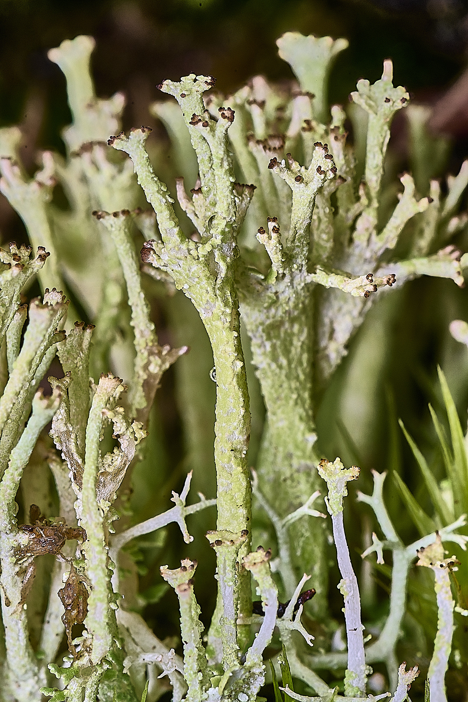 CawstonHeathLichen7301225-4