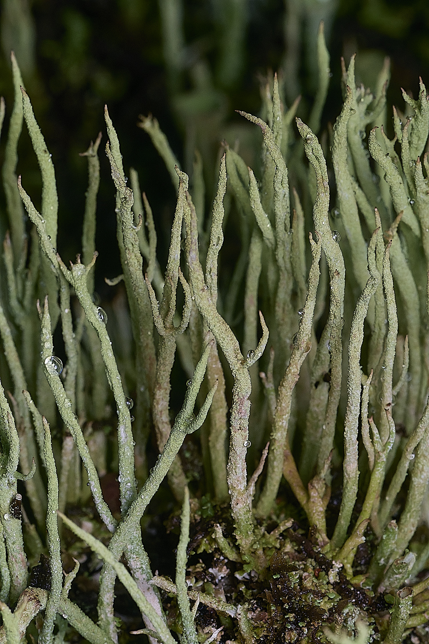 CawstonHeathLichen8301225-2