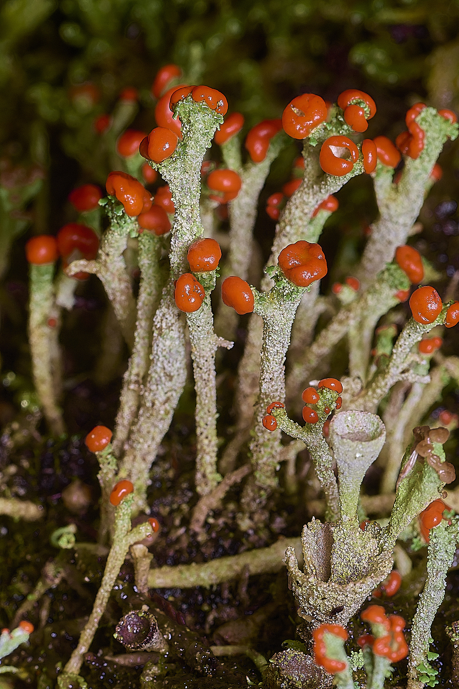 CawstonHeathLichen9301225-1