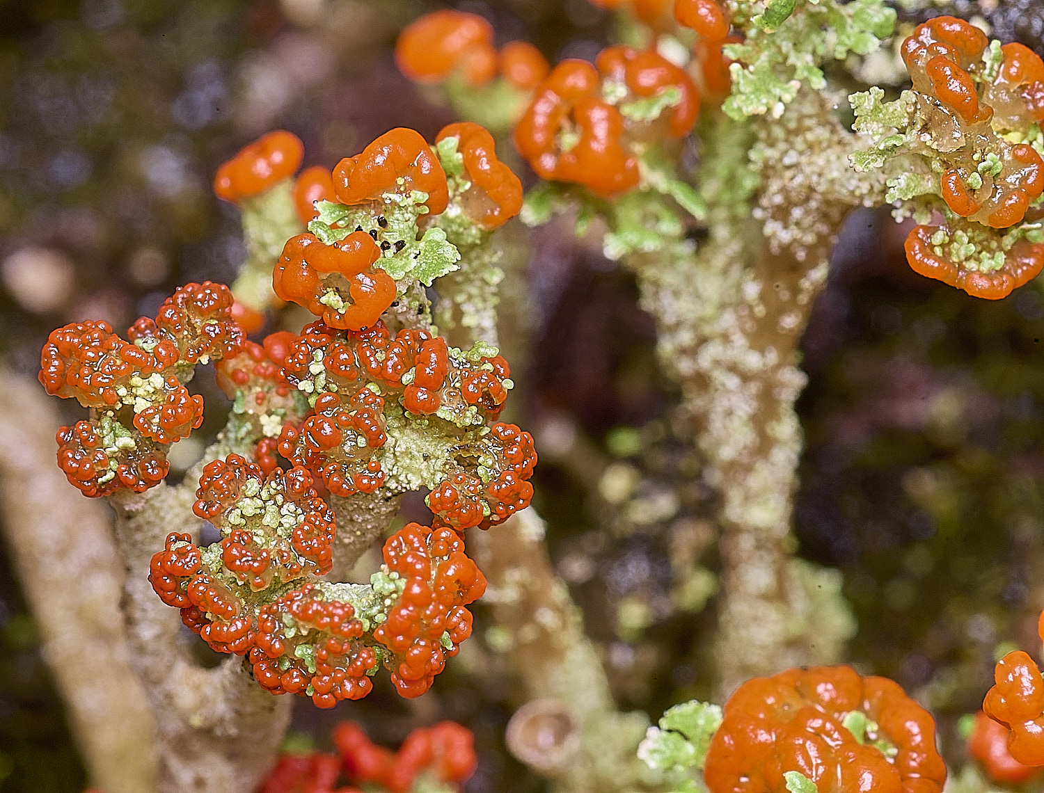 CawstonHeathLichen9301225-2
