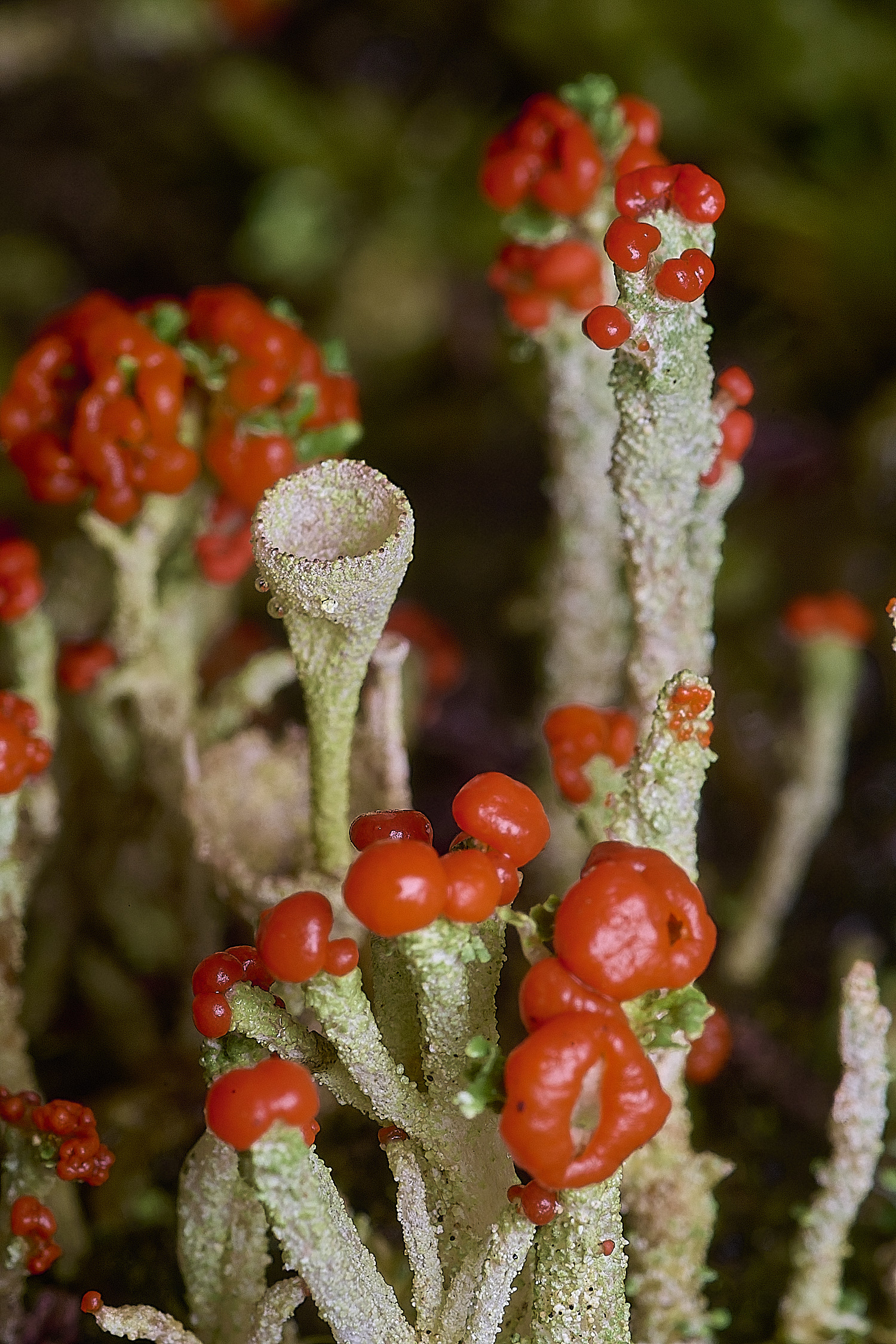 CawstonHeathLichen9301225-5