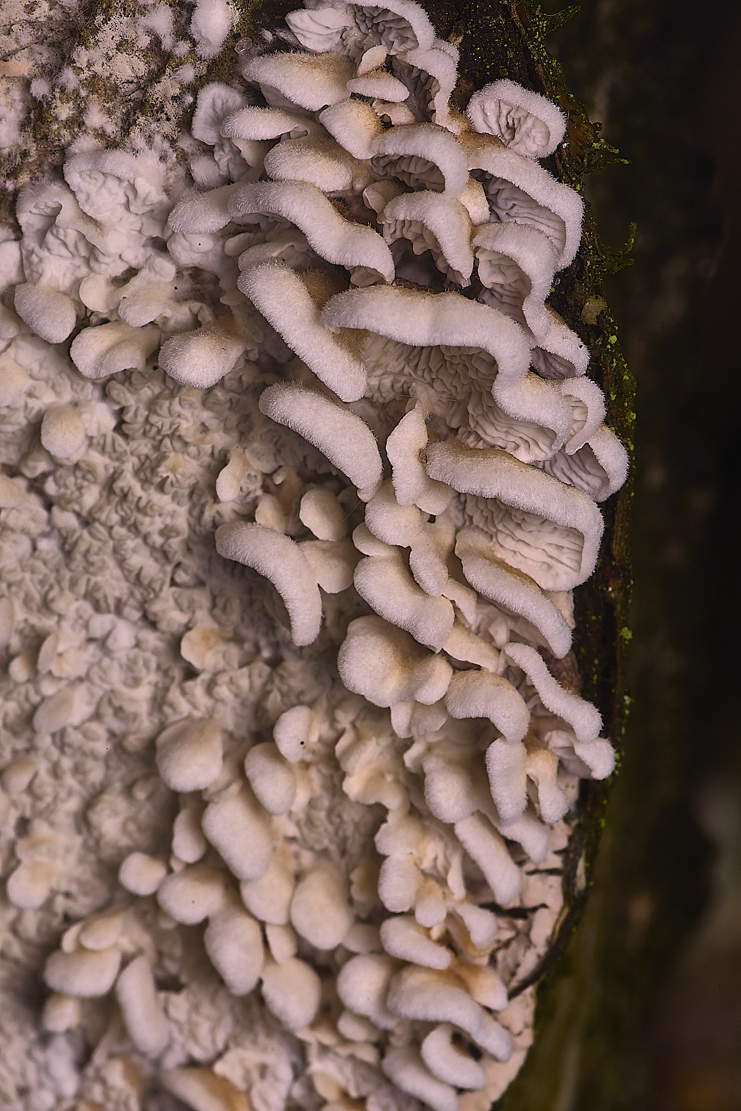 CawstonHeathPcrispa311225-1