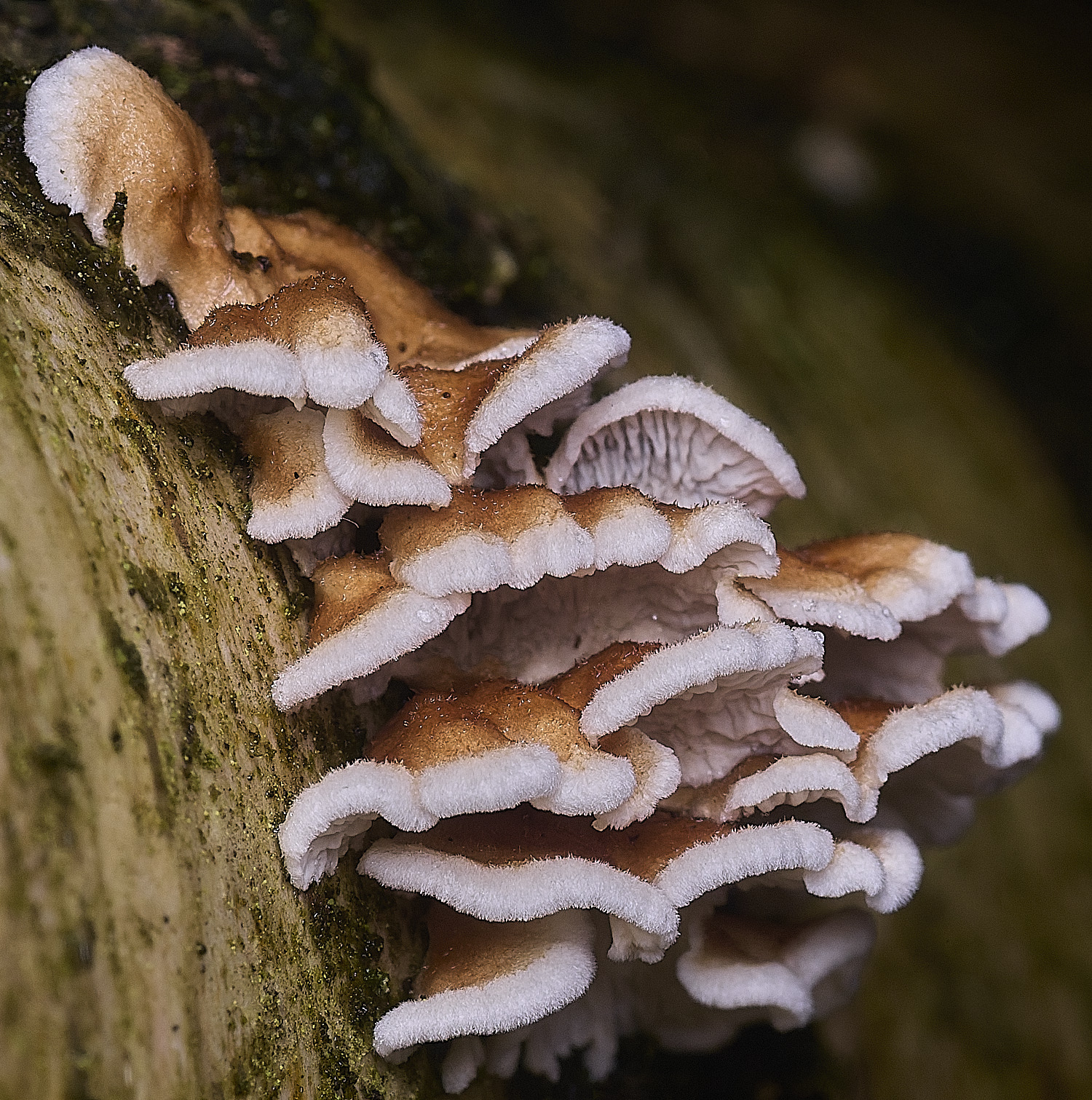 CawstonHeathPcrispa311225-2