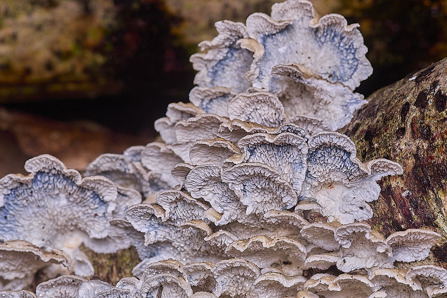 CawstonHeathPcrispa311225-3