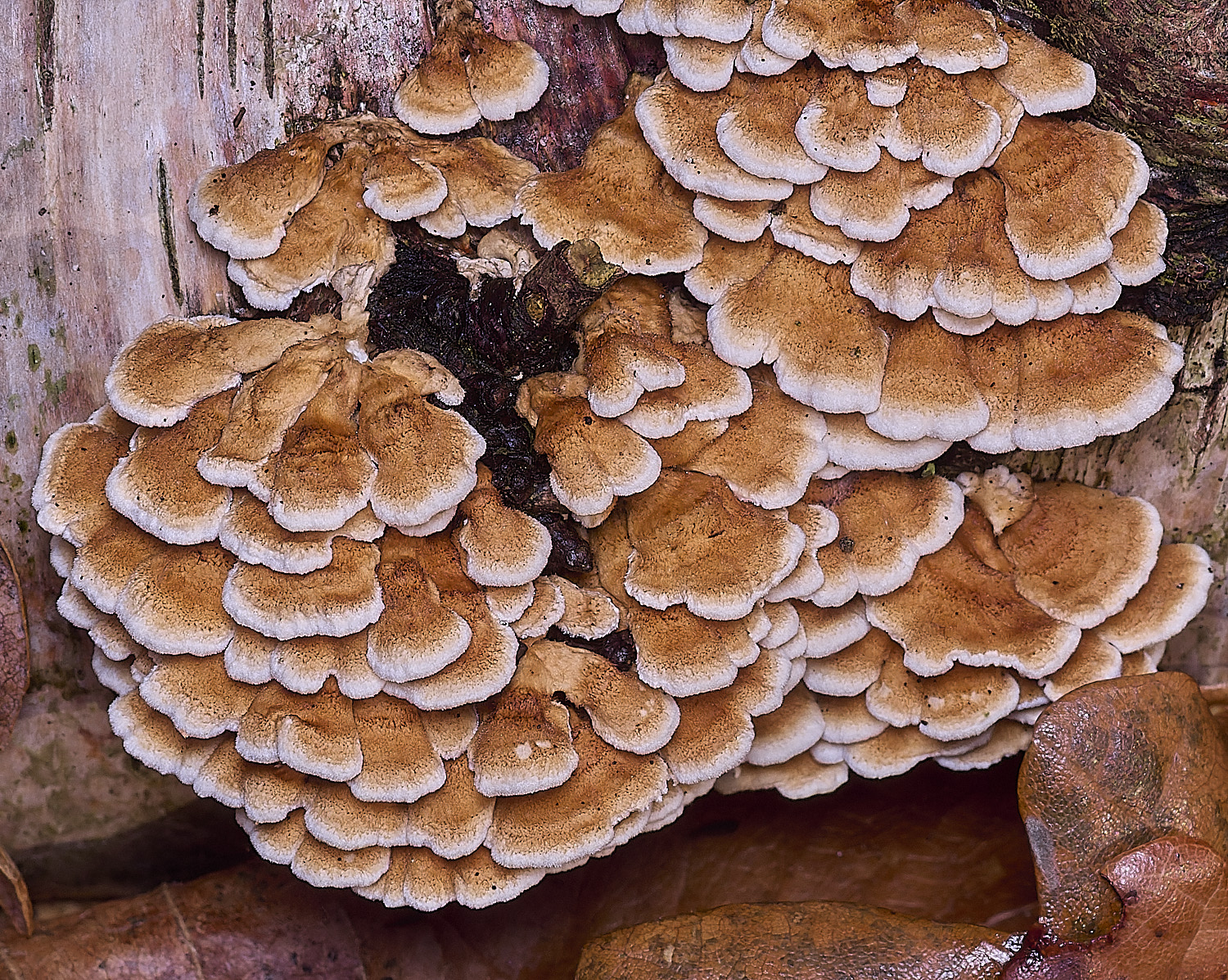 CawstonHeathPcrispa311225-4