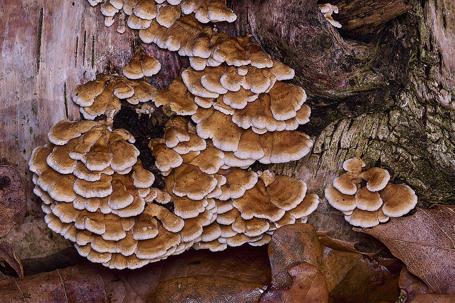 CawstonHeathPcrispa311225-5