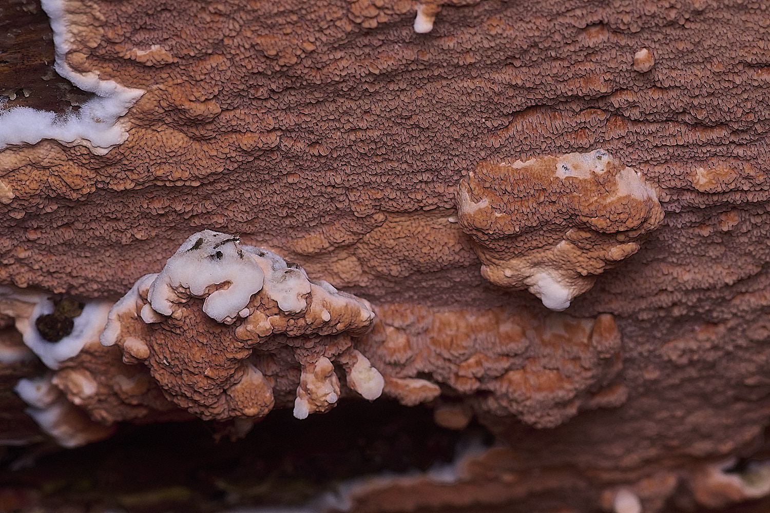 CawstonHeathRedresupinate311225-3