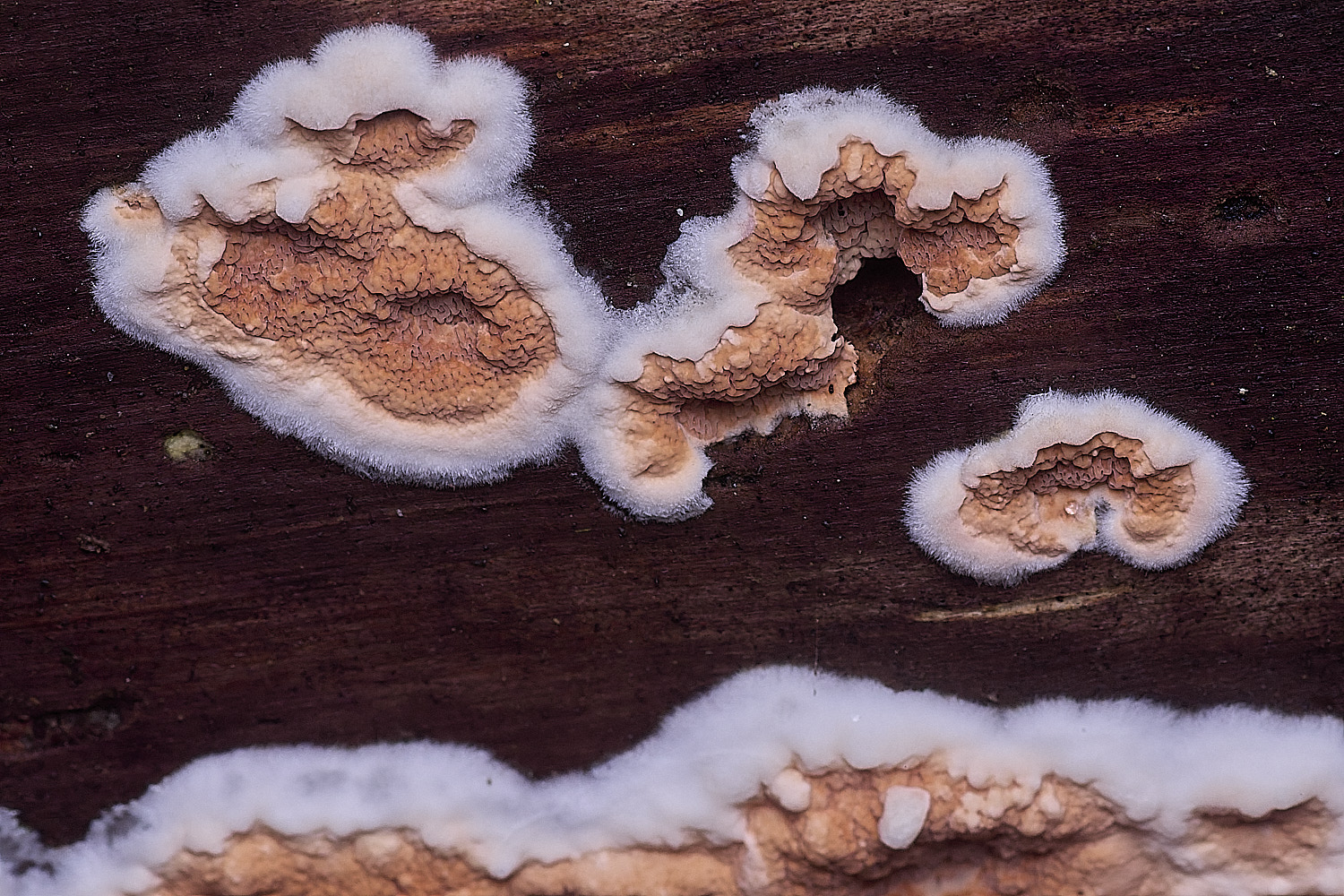 CawstonHeathRedresupinate311225-5