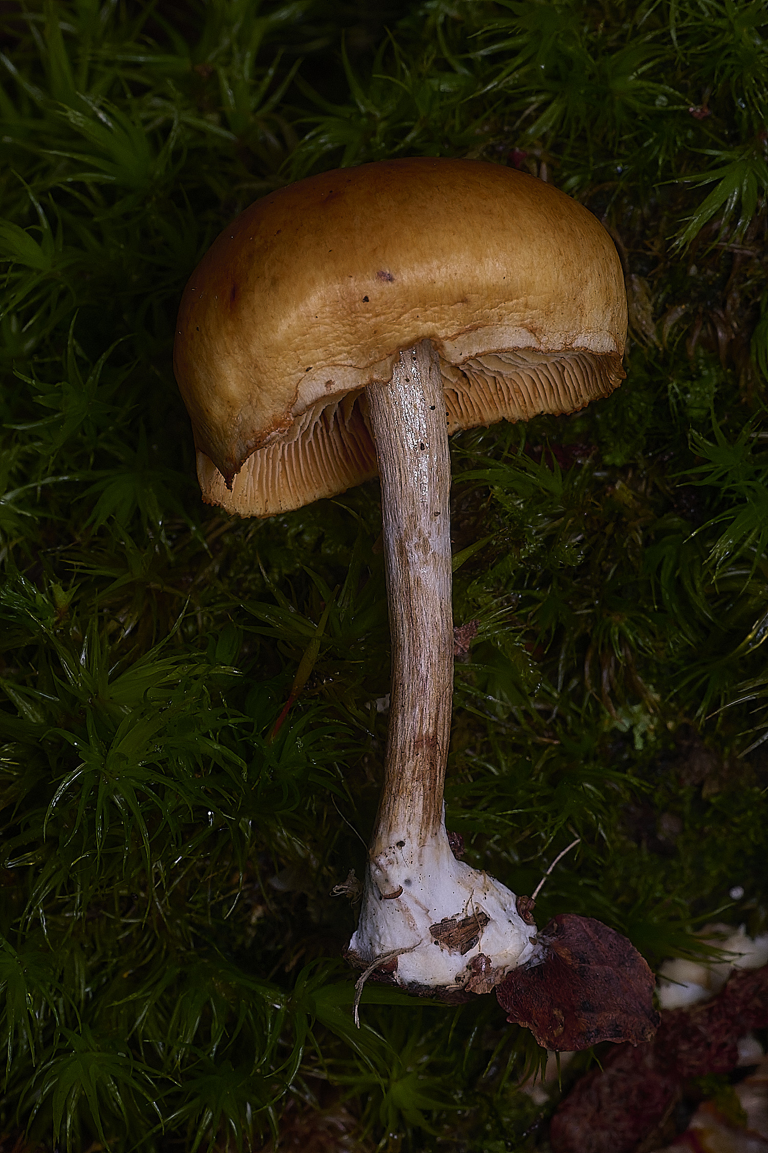 CawstonHeathRustGill311225-2