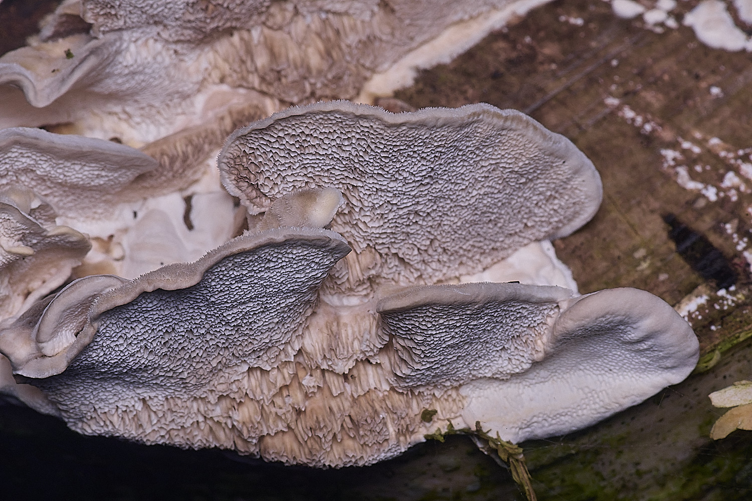 CawstonHeathTpubescens311225-3