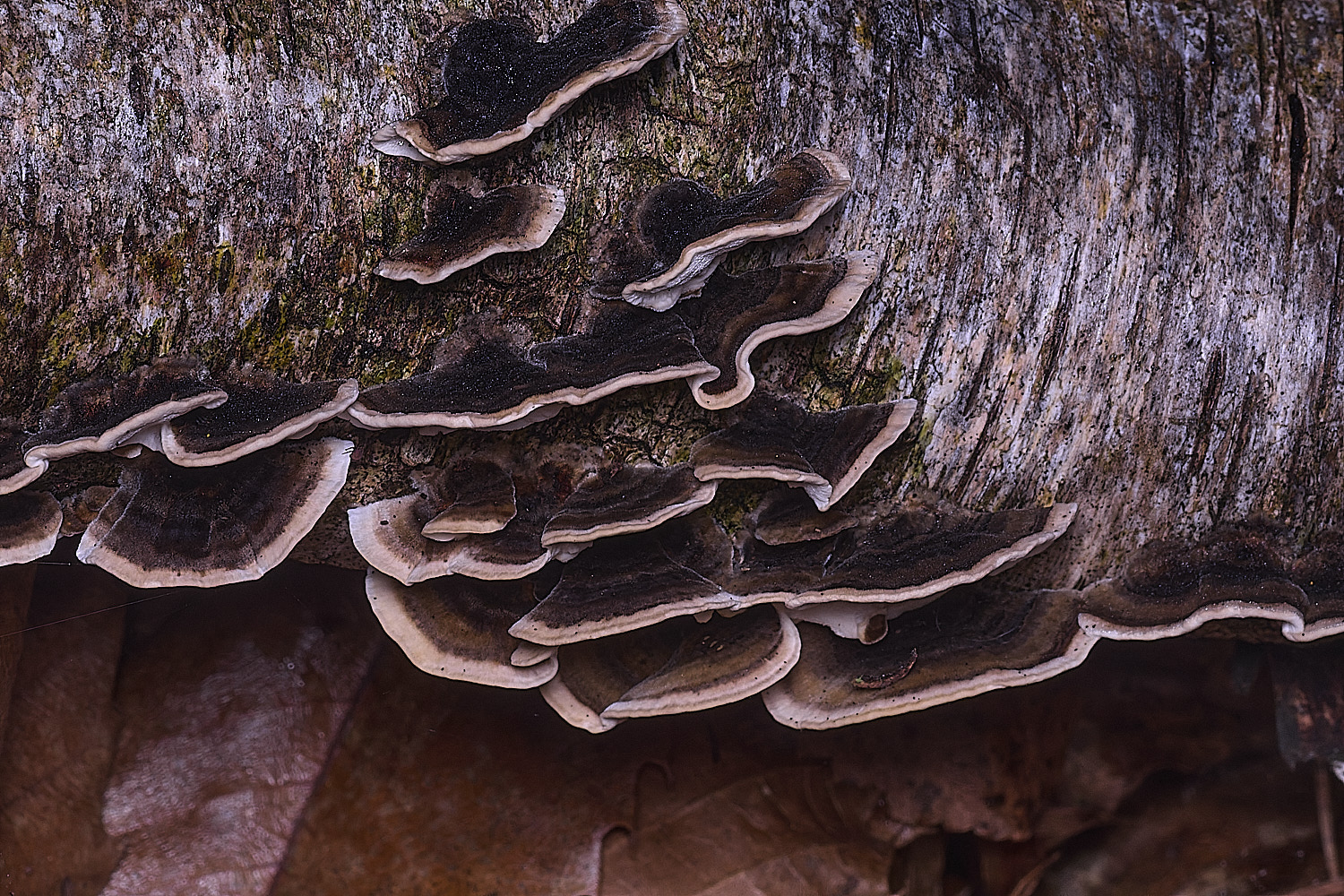 CawstonHeathTrametes311225-1