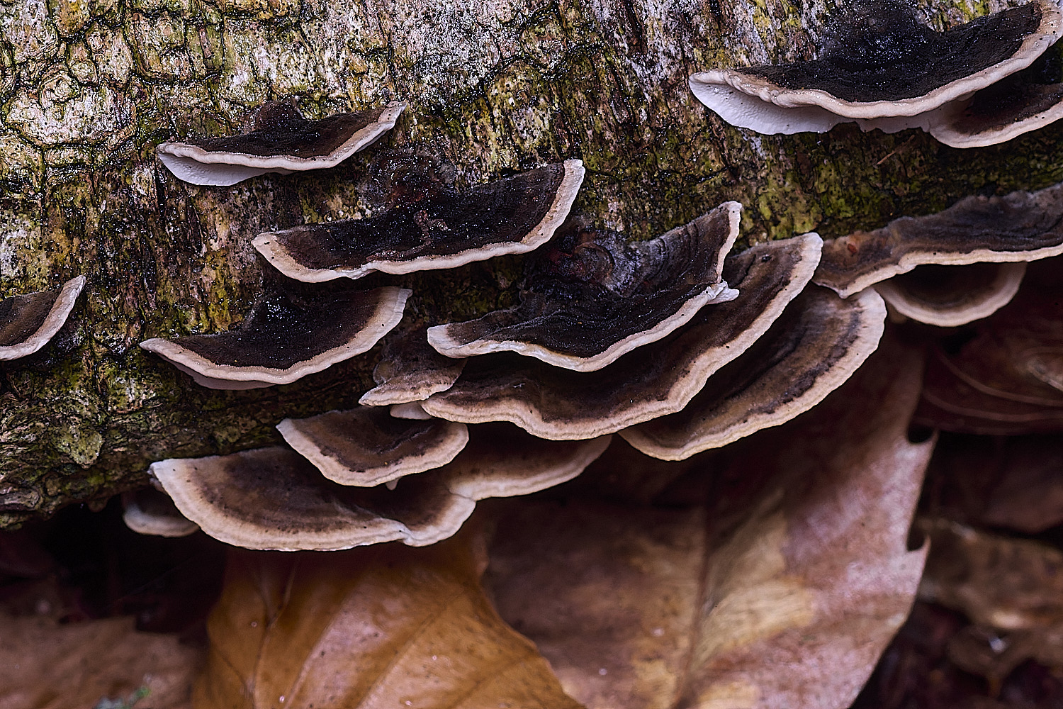 CawstonHeathTrametes311225-2