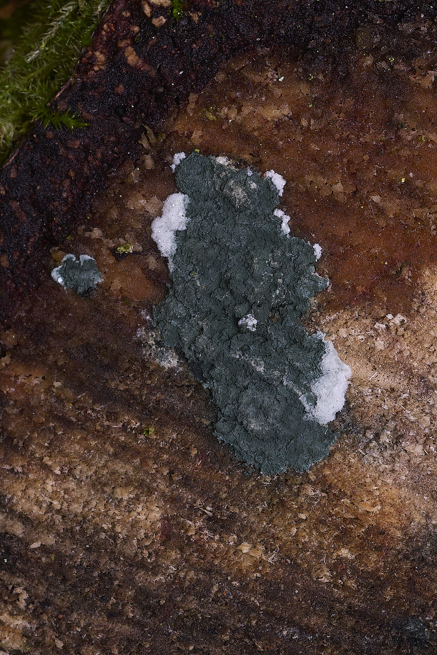 CawstonHeathTviride311225-2