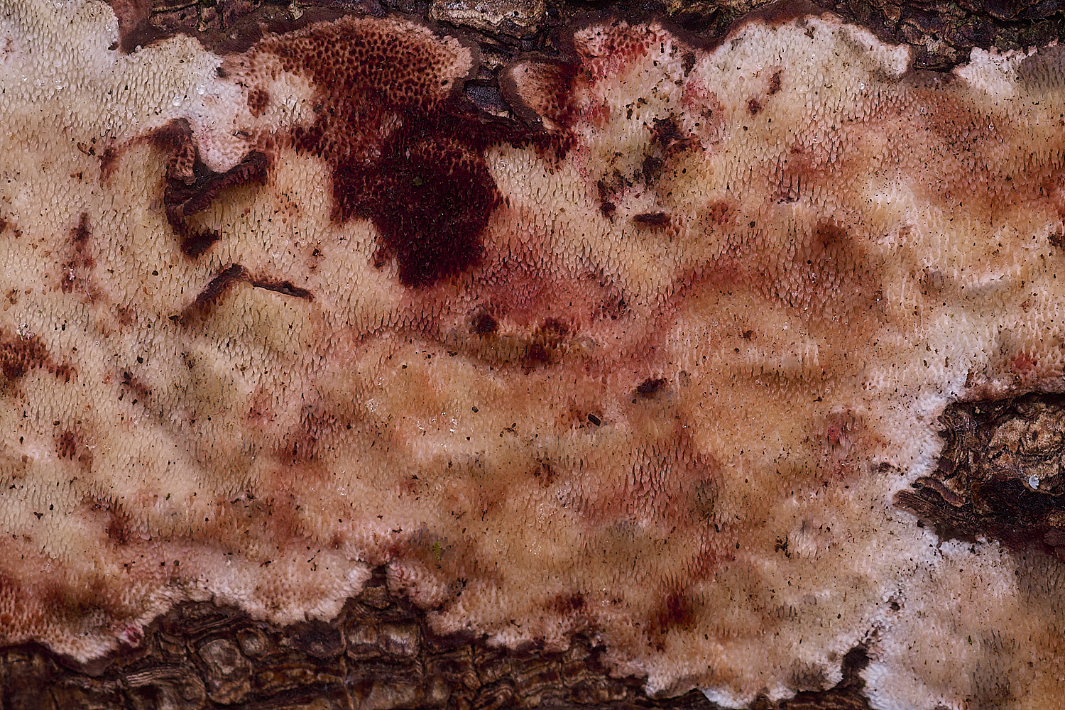 CawstonHeathWhiteThing311225-1