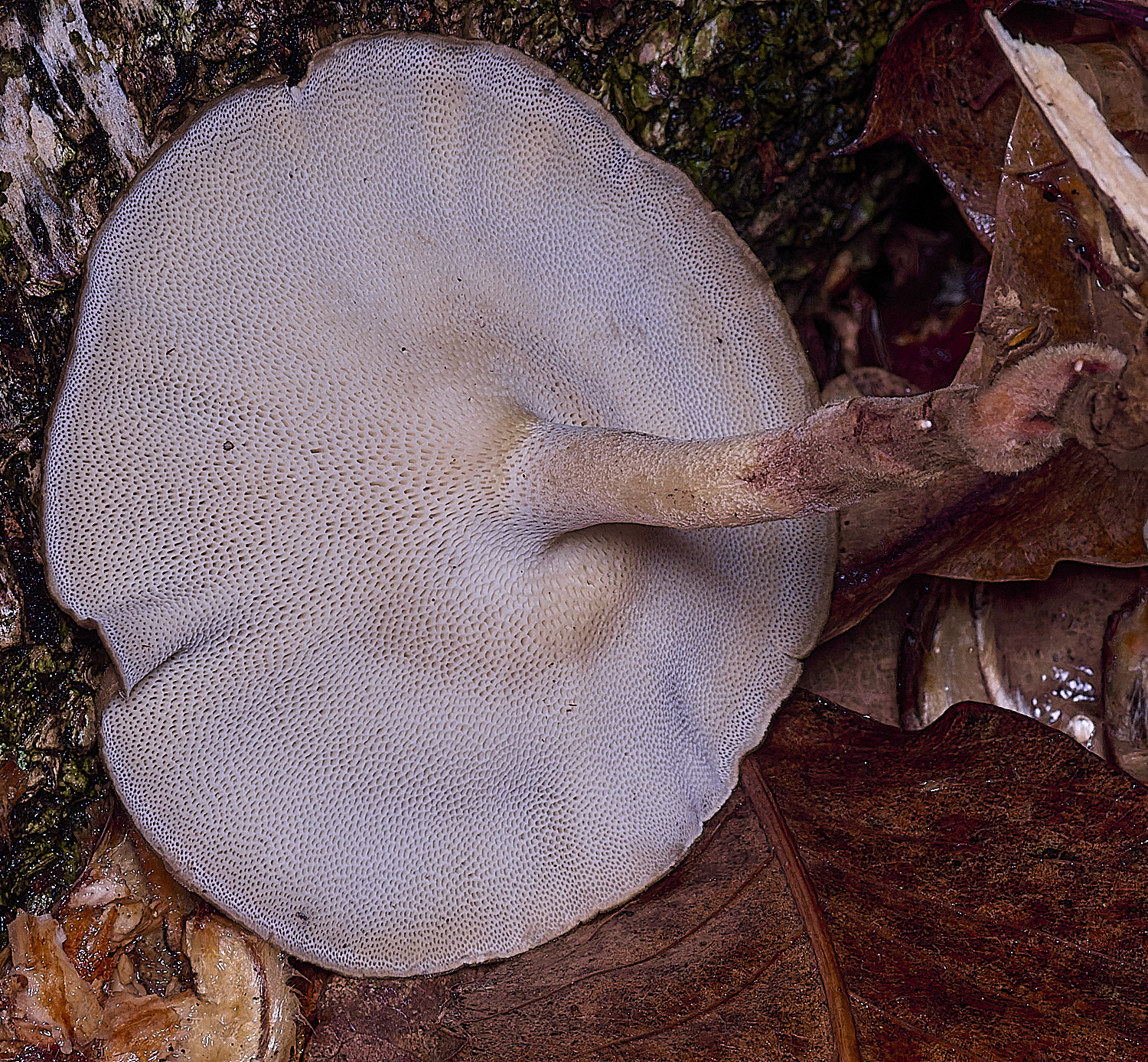 CawstonHeathWinterPolypore311225-1