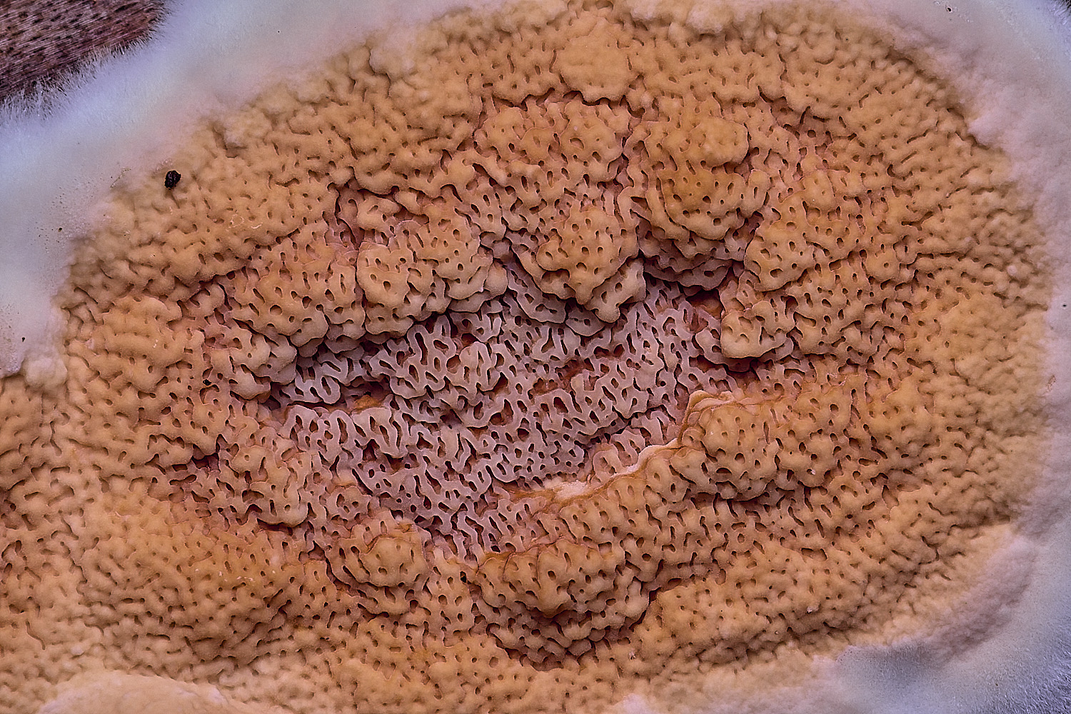 CawstonRedresupinate311225-6a