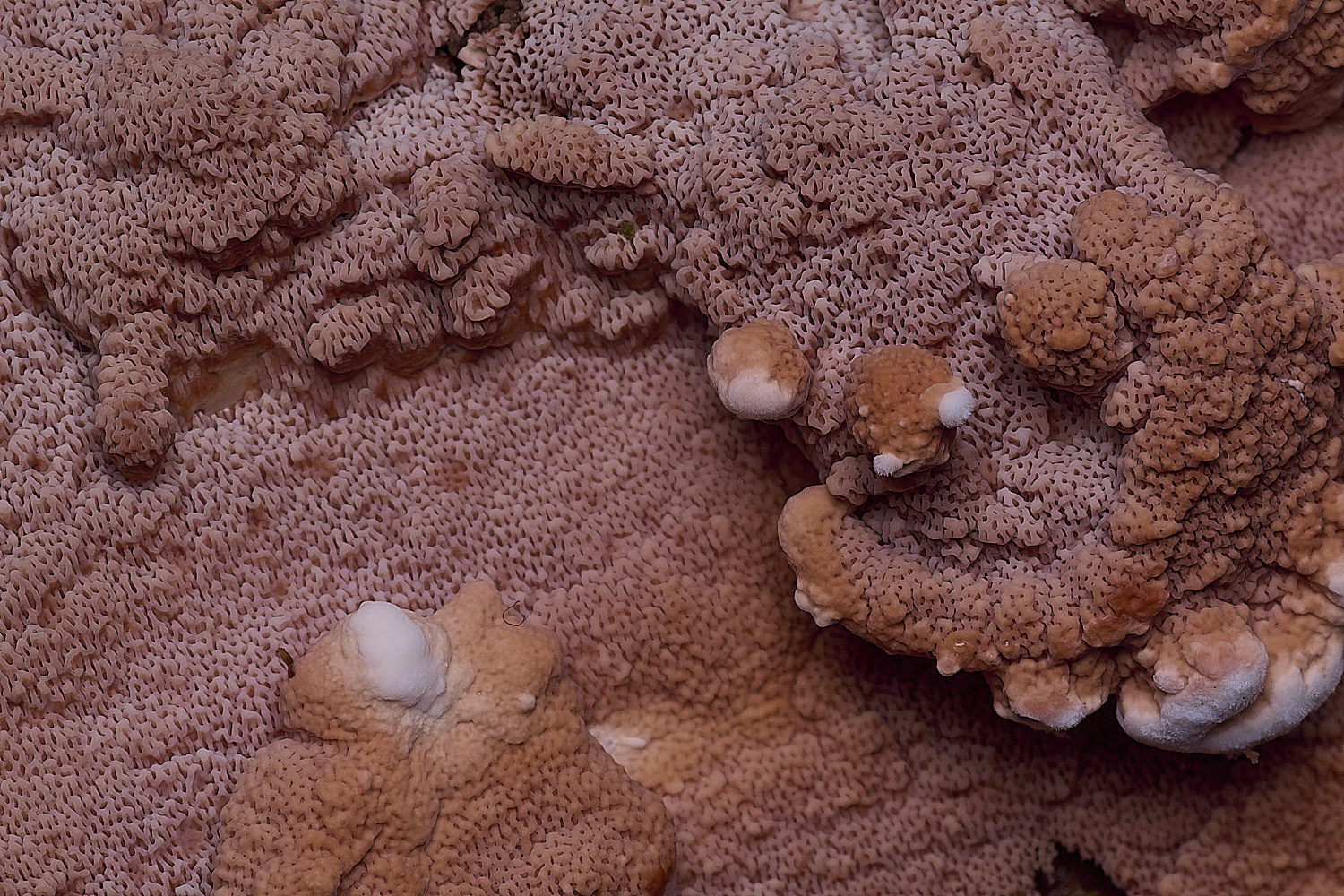 CawstonRedresupinate311225-7