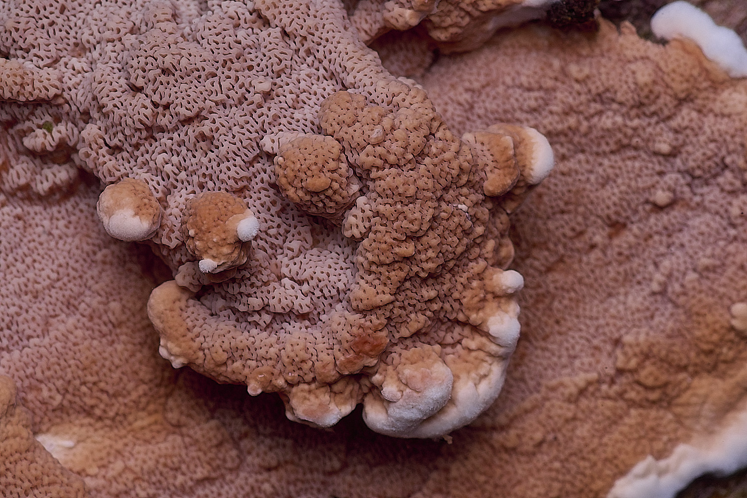 CawstonRedresupinate311225-8