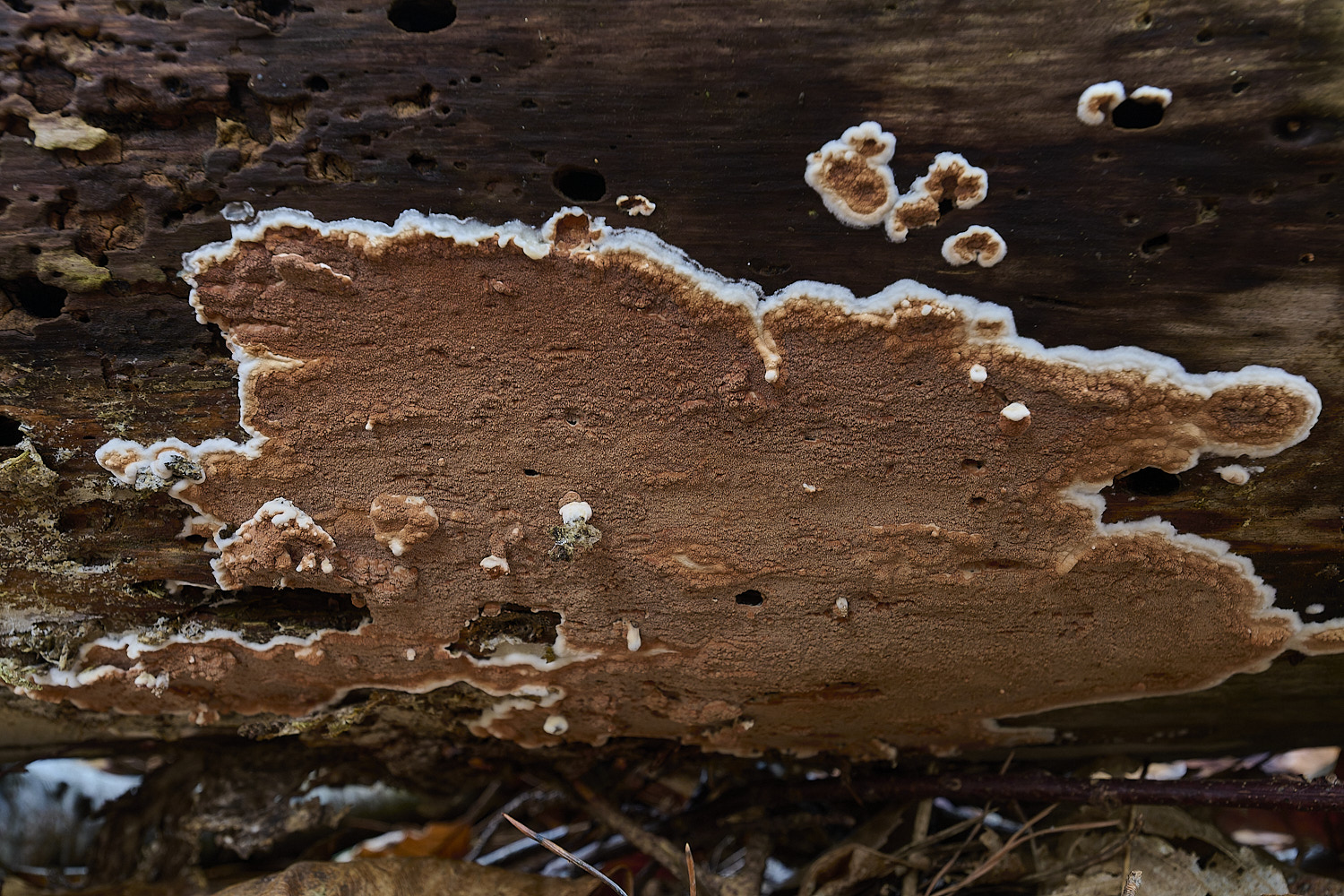 CawstonRedresupinate311225-9