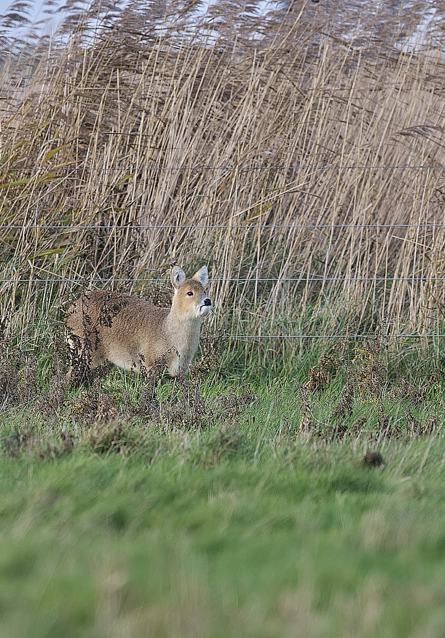 CleyCWDeer171225-2