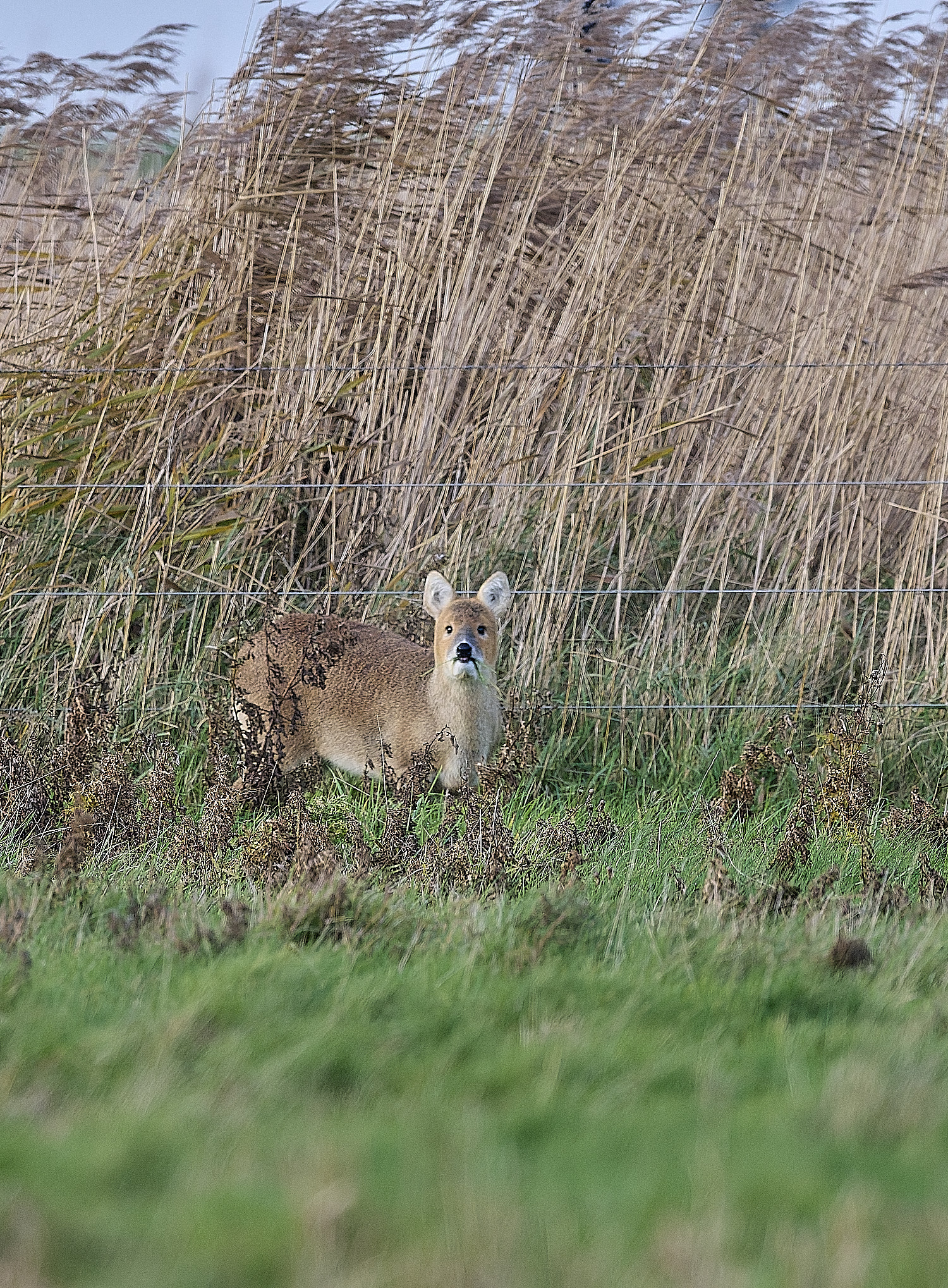 CleyCWDeer171234-1