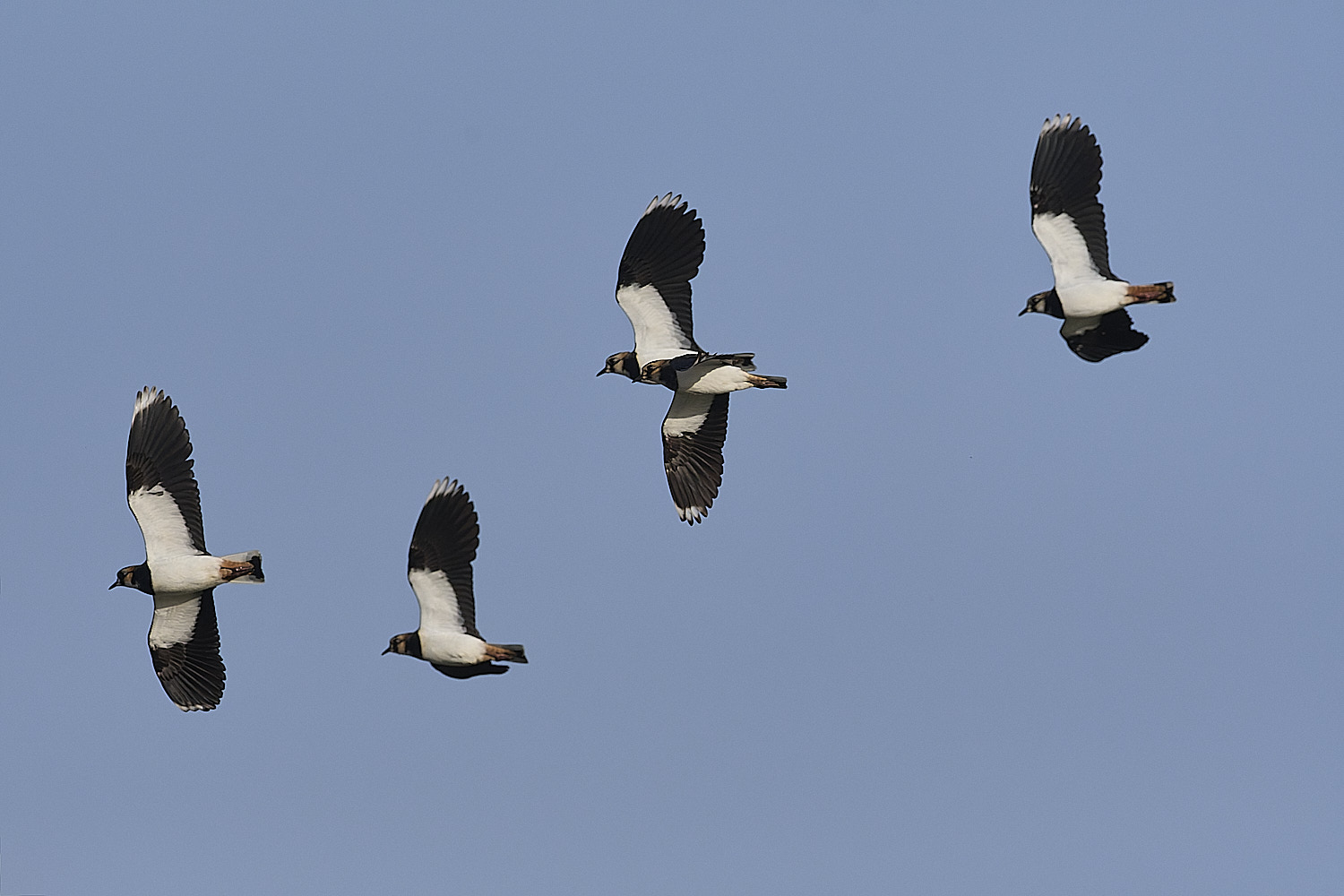 CleyLapwing1225-2