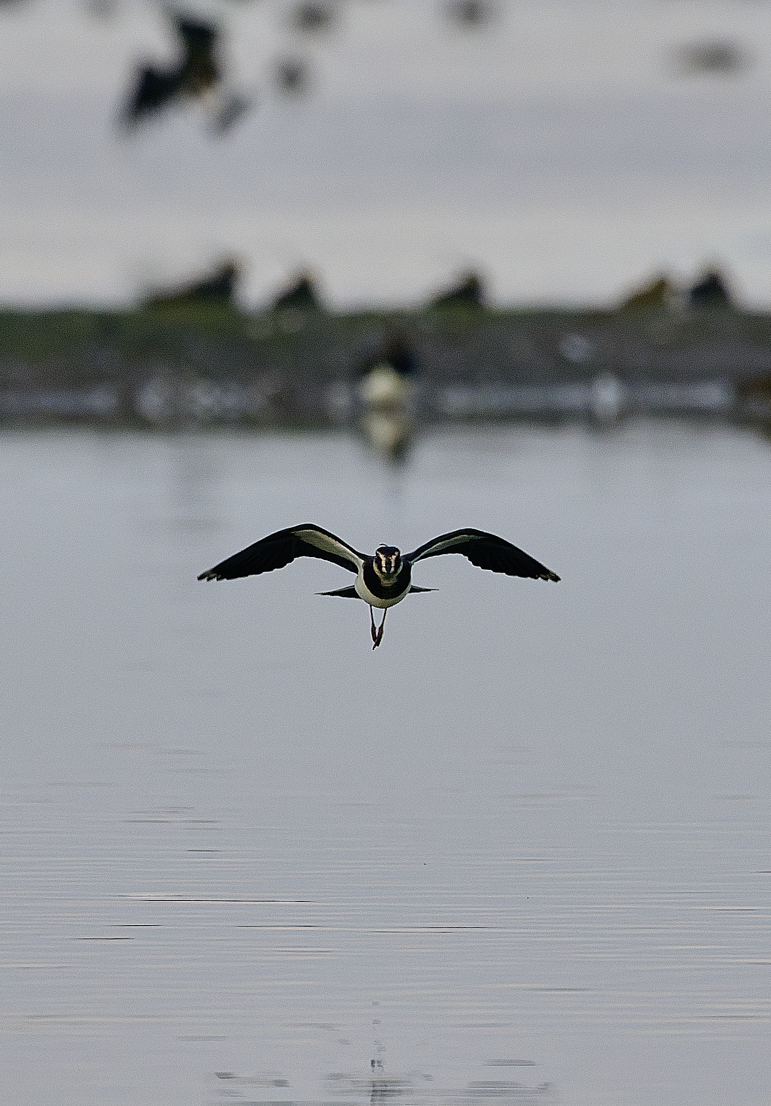 CleyLapwing201225-1