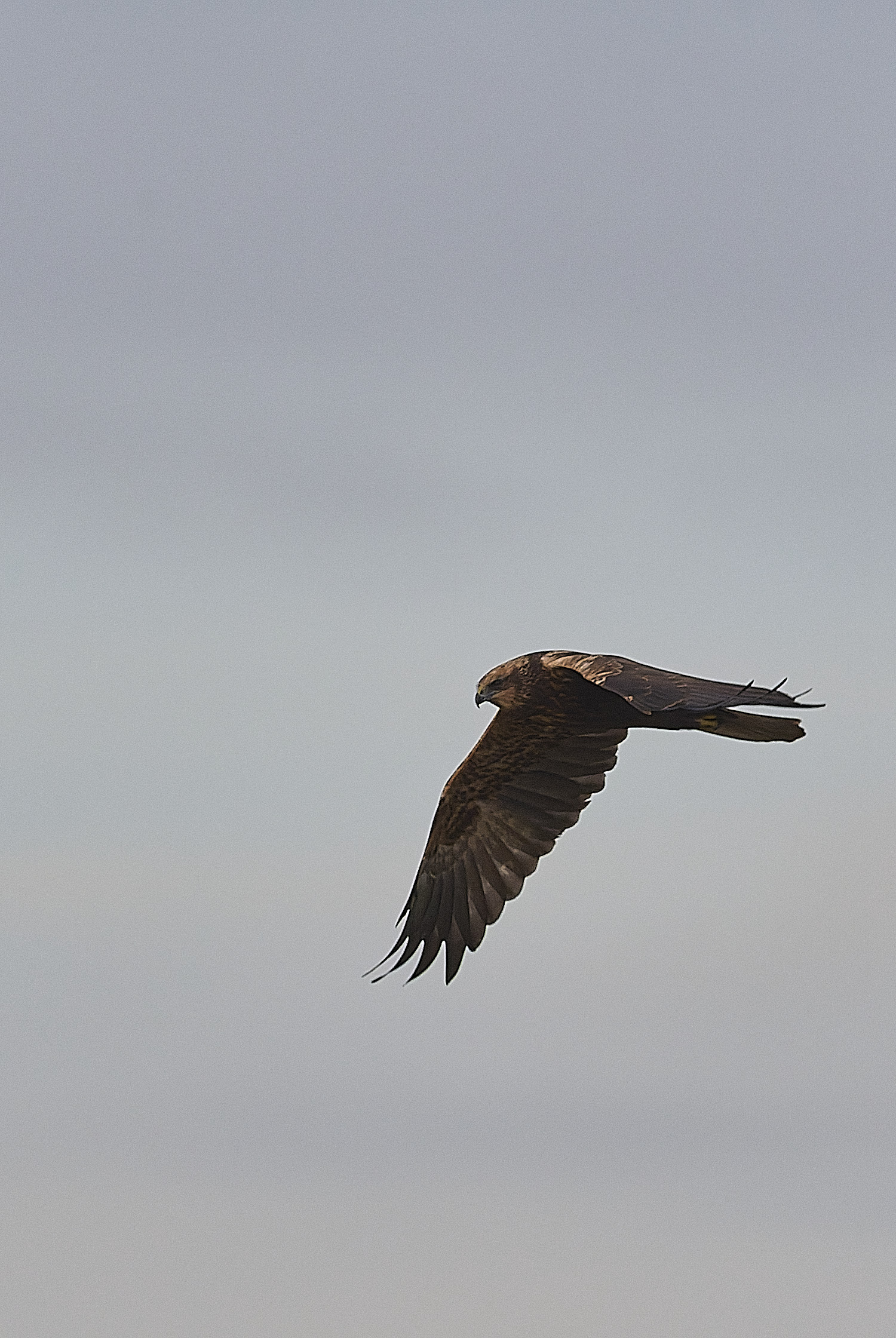 CleyMarshHarrier171234-1