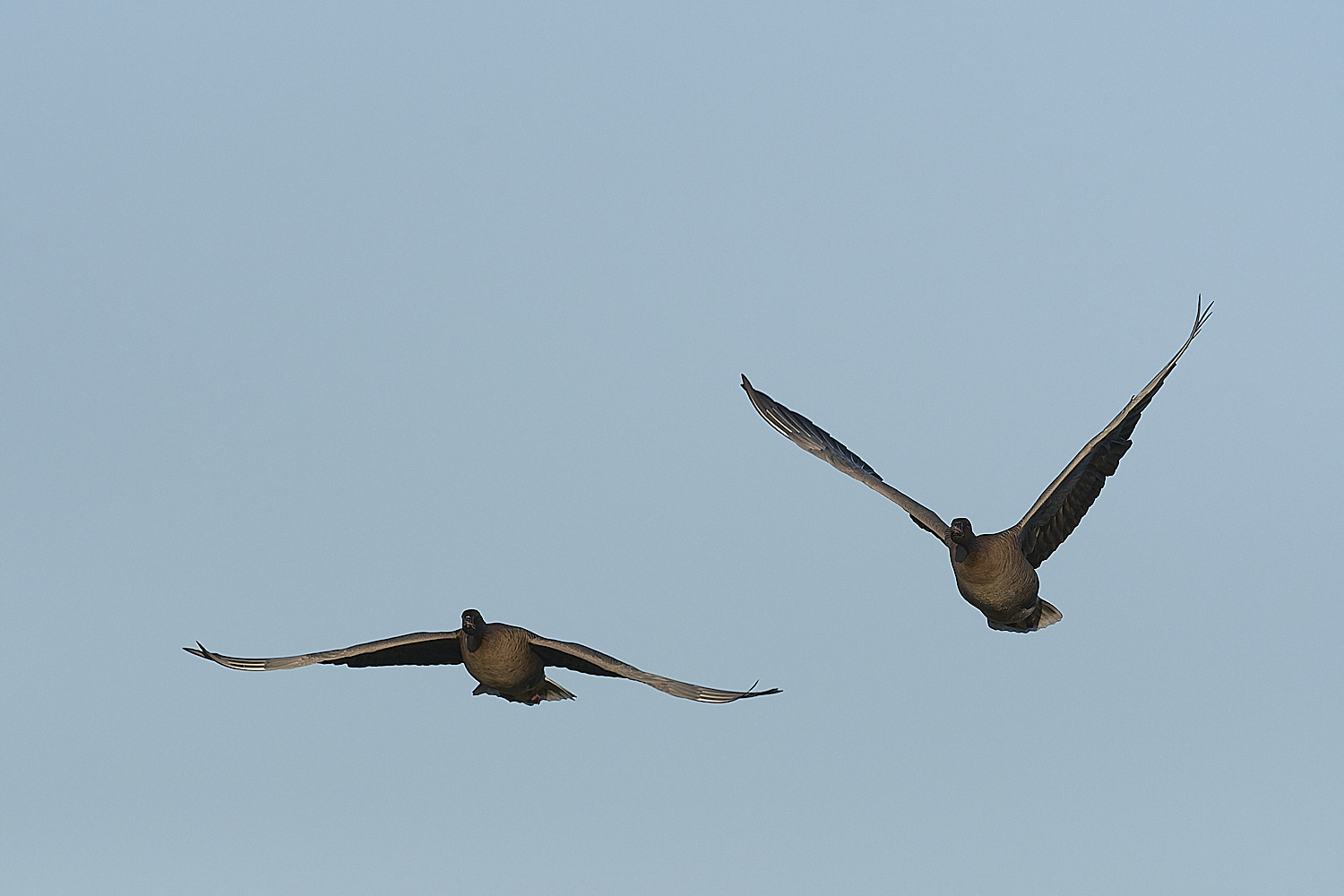 CleyPinkfeet191225-15