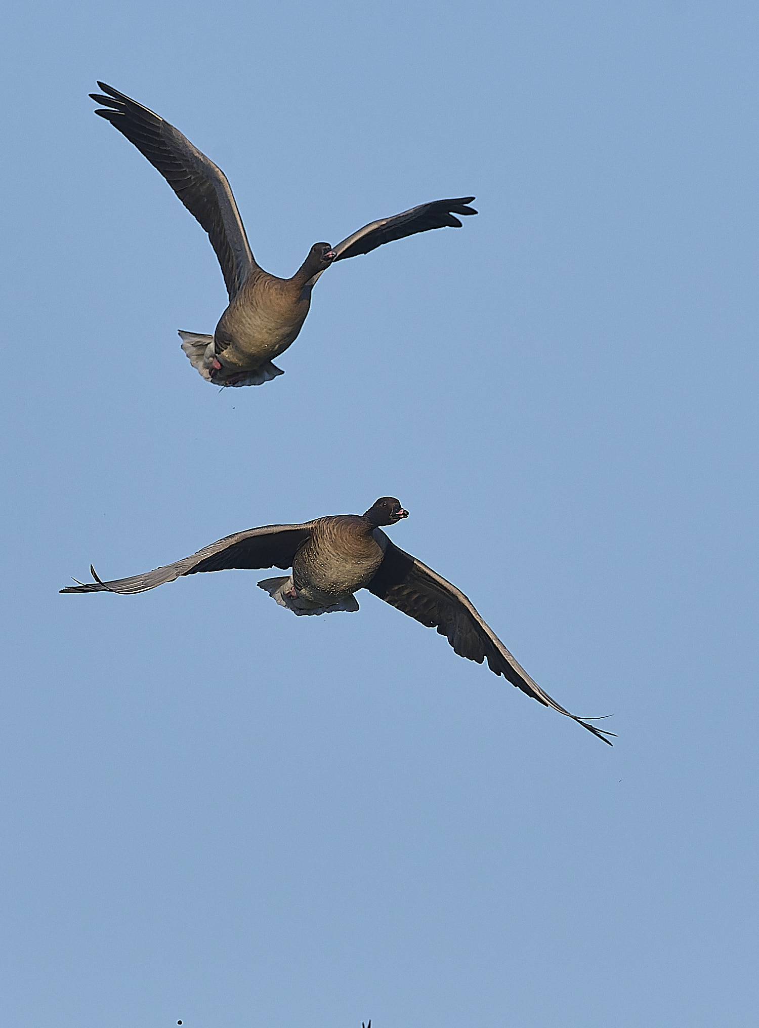 CleyPinkfeet191225-19