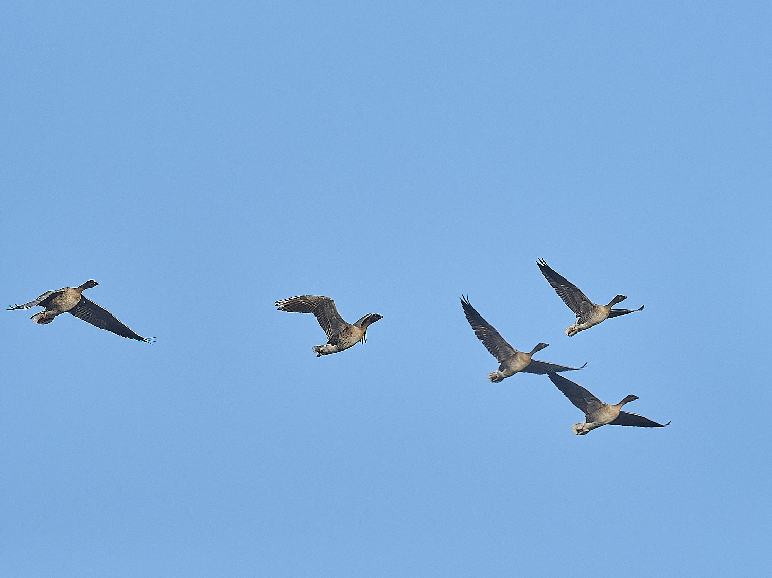 CleyPinkfeet191225-2