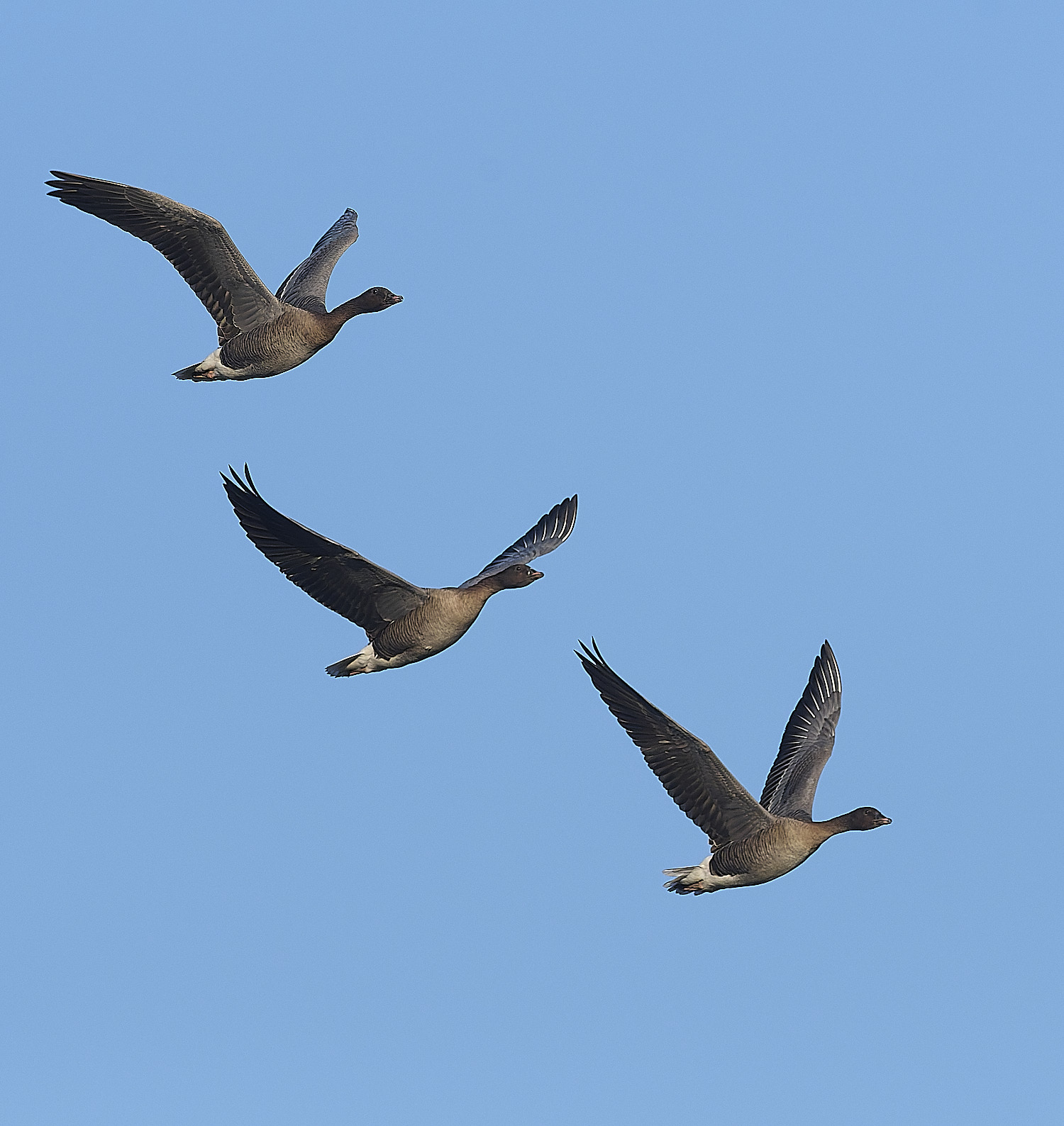 CleyPinkfeet191225-21