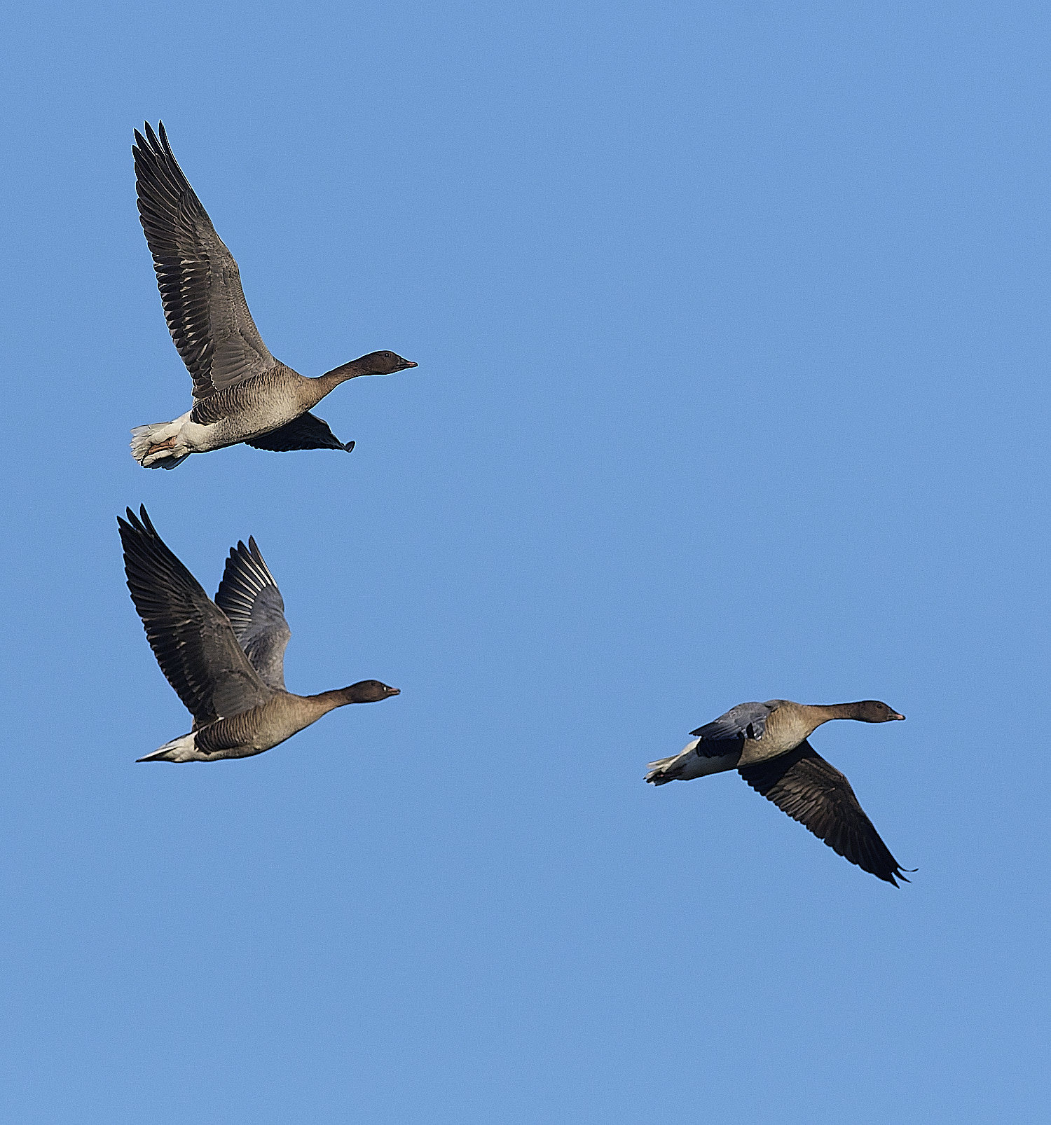 CleyPinkfeet191225-22