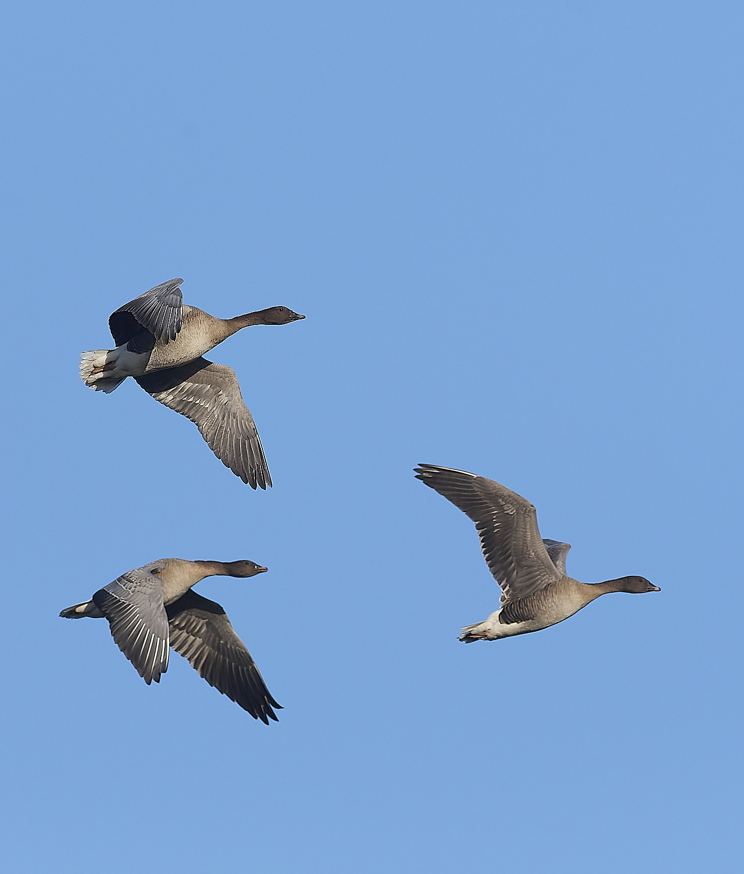 CleyPinkfeet191225-23