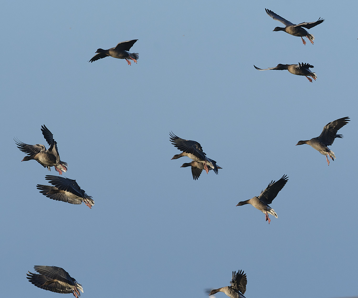 CleyPinkfeet191225-27