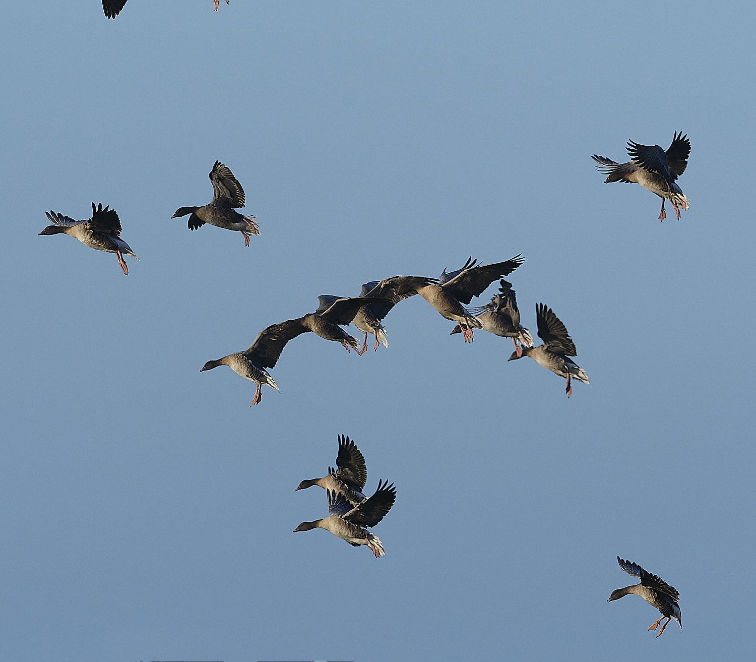 CleyPinkfeet191225-30